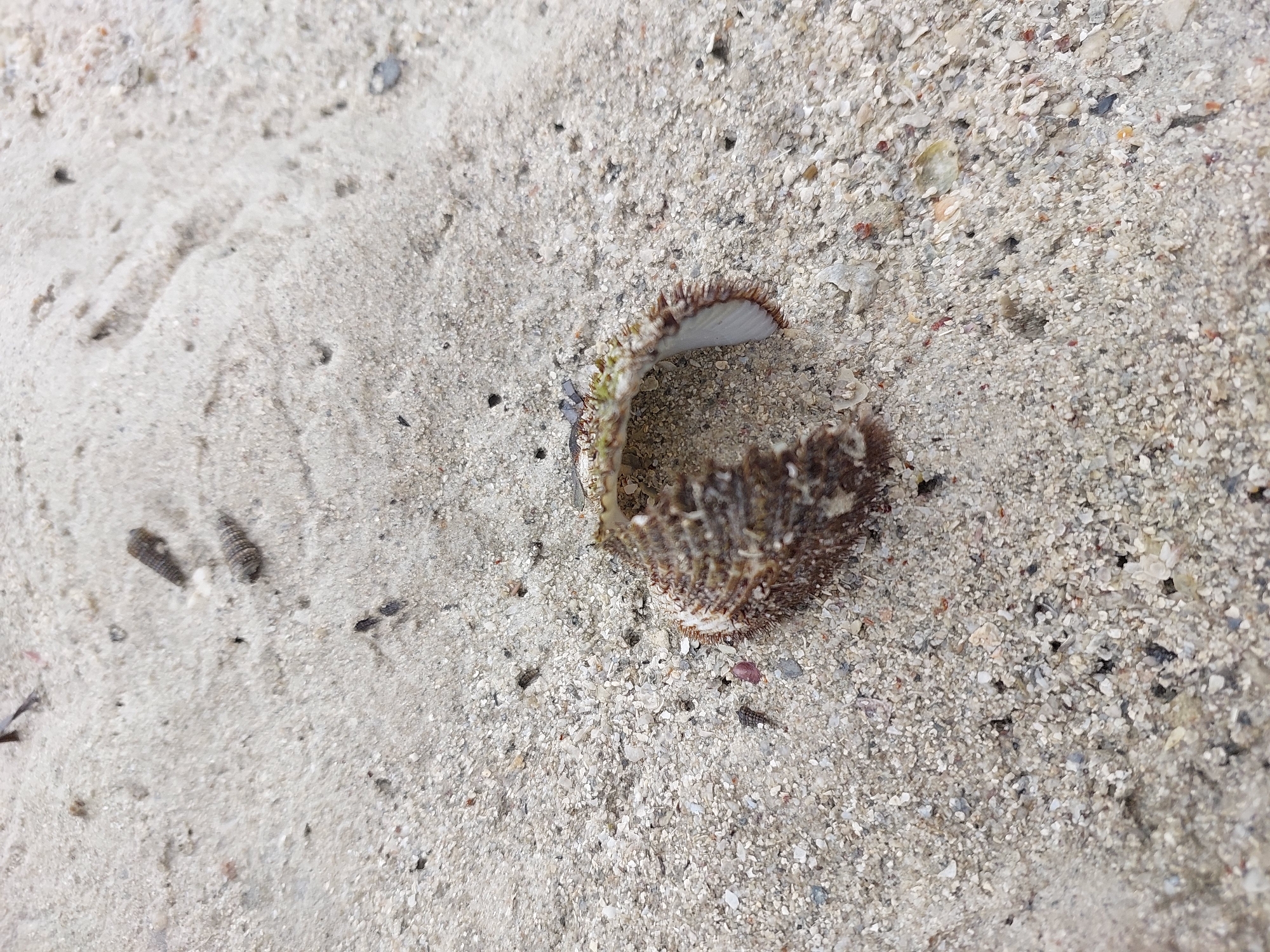 A close-up, overhead shot shows a broken seashell on a sandy beach in Ko Samui District, Thailand. The sand is a light beige color and is composed of fine grains mixed with small shell fragments. The seashell is located in the center of the frame, oriented with its open side facing upwards and slightly to the right. It is a rough, dark brown and white shell with a spiky outer texture and a smooth, iridescent inner surface. The shell appears to be a fragment of a larger, possibly sea urchin shell. There are a few small dark specks and a couple of elongated, dark objects in the background, which could be other small shells or debris. The overall scene is natural and undisturbed.