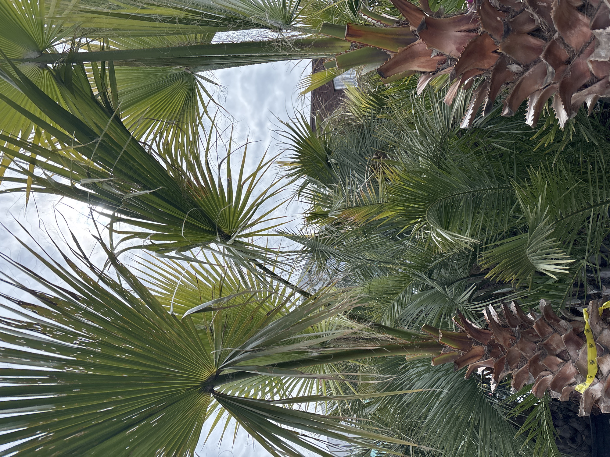 Looking up at a cluster of palm trees in Sochi, Russia, the image shows a sky partially obscured by foliage, including fan palms on the left and needle palms on the right. Dead fronds hang from the trees. A portion of a building is also visible in the center, behind the palms.