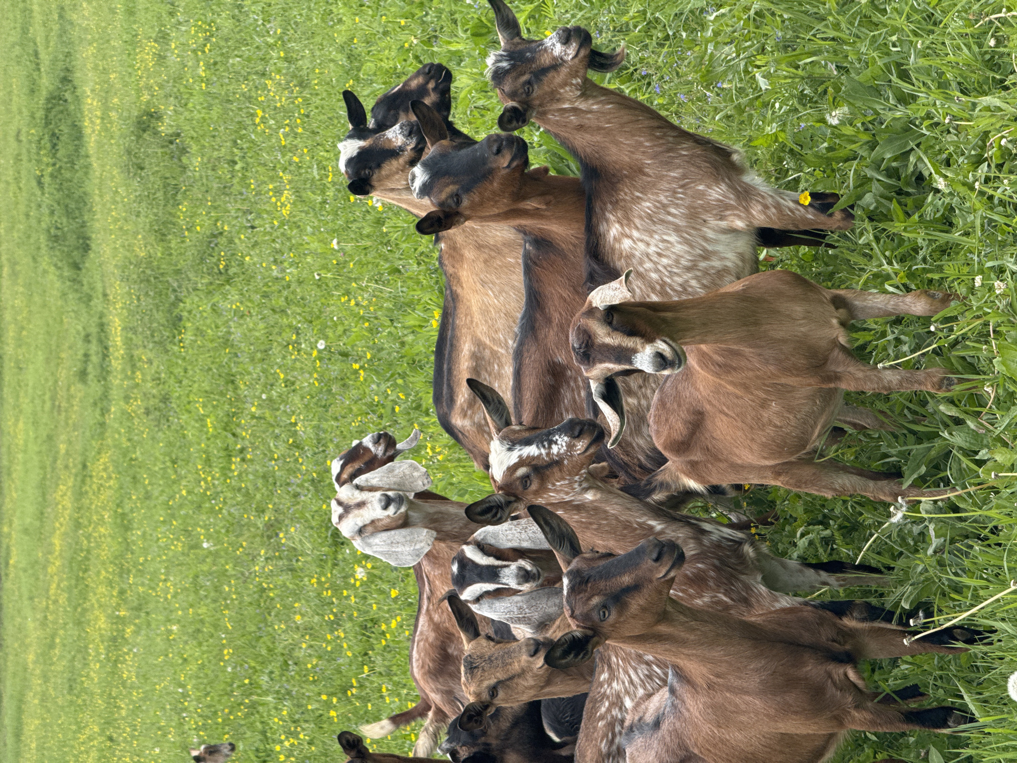 A group of young goats is gathered in a lush, green pasture, looking towards the viewer with curious and alert expressions. The goats display a variety of brown coats, with several featuring distinct white and black markings on their faces, bellies, and legs. For instance, one goat has a black face with a prominent white stripe, and another has a white face with black markings around its eyes.
The setting is a vibrant field covered in green grass, profusely dotted with numerous small yellow wildflowers, likely buttercups, and hints of purple wildflowers. The lighting suggests it is daytime, with clear, natural light illuminating the scene, indicative of mild weather suitable for grazing. The goats are clustered together, appearing attentive to something beyond the frame. The overall scene captures a lively moment of animal interaction in a natural, rural environment, consistent with a farm or a large pasture in Старое Шигалеево, Russia. No text is visible in the image.