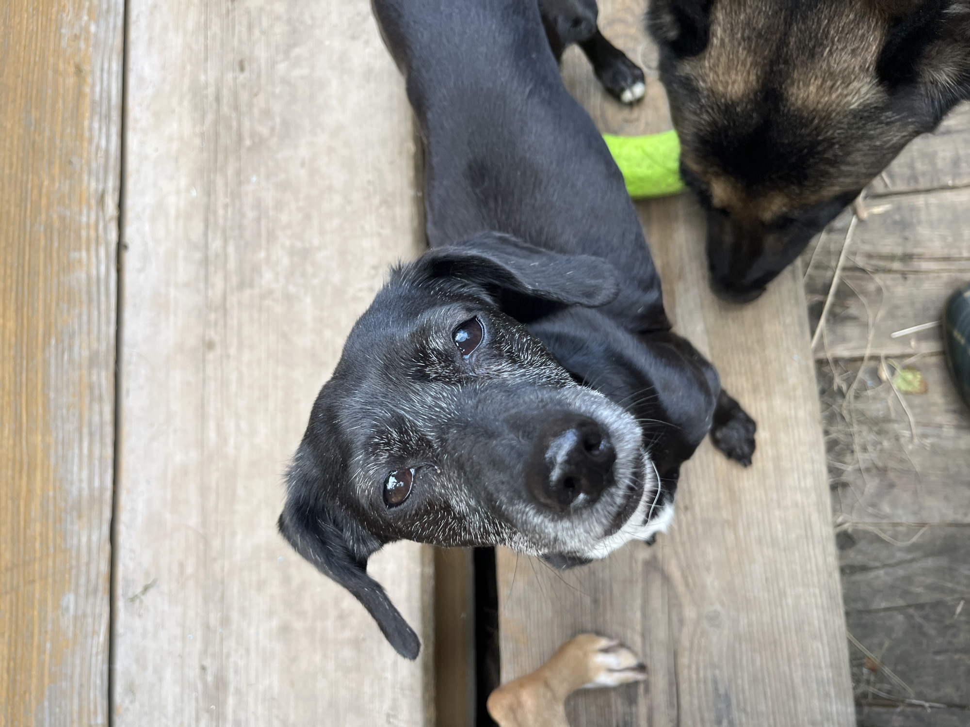 This is a close-up, high-angle shot of two dogs on a wooden deck. The dog in the foreground is a black-and-white dachshund mix with graying fur around its muzzle, looking directly at the camera with its head tilted. A tan paw is visible to the left of the dachshund's head. To the right and slightly behind the dachshund, another dog with brown and black fur is visible, facing away from the camera and partially out of frame. A neon green object, possibly a toy, is partially visible between the two dogs. The wooden deck appears weathered. The scene is outdoors. There is no identifiable information to place this image in Nizhny Tagil, Russia.