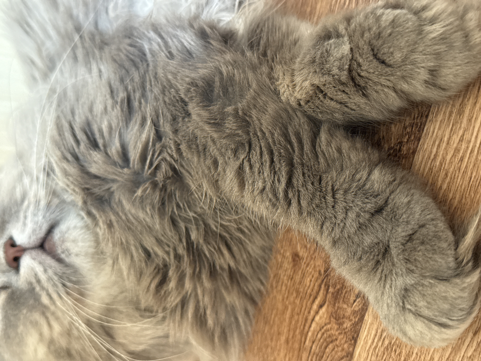 A close-up, eye-level shot shows a domestic cat's fluffy grey paws lying on a wooden floor. The cat appears to be asleep or resting, with its body filling most of the frame. The fur is soft and light grey, with darker grey markings on the paws. The wooden floor has a light brown, natural wood grain pattern. The image does not contain any information about the city of Raivka, Ukraine.