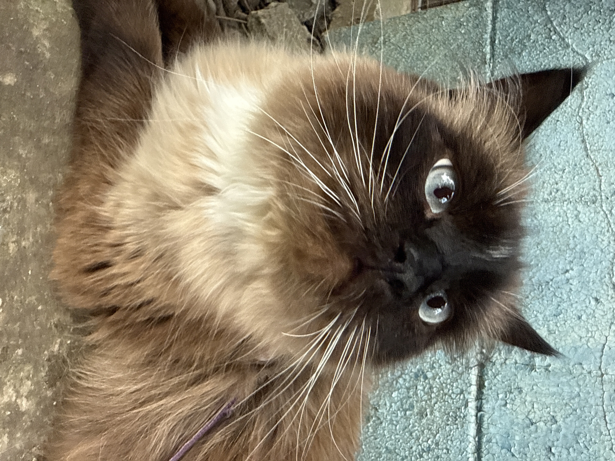 A medium shot shows a fluffy, brown-and-white cat with blue eyes against a textured, teal-colored wall. The cat is positioned in the lower right of the frame and is looking upward and to the right. Its fur is predominantly brown with white markings on its chest and face. The cat's ears are pointed, and its whiskers are prominent and white. The background is a rough, painted wall with visible cracks and texture, and there are some scattered pebbles or stones in the lower left portion of the image. A thin, purple strap is visible across the cat's chest.