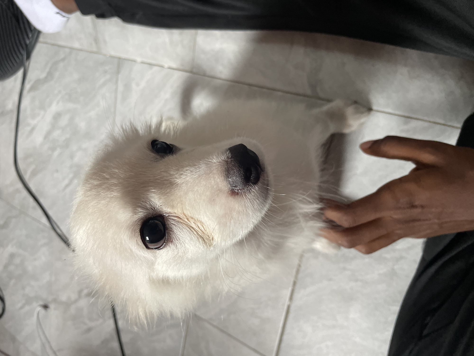 In Iyafin, Nigeria, a close-up, high-angle shot shows a fluffy white puppy sitting on a tiled floor. The puppy has large, dark eyes and a pink nose, with some tear staining visible under its left eye. A human hand with dark skin, with fingers partially visible, is resting on the puppy's chest, a gesture of interaction. The background consists of light-colored floor tiles and dark-colored clothing, likely belonging to the person whose hand is visible. Electrical cords are also visible in the upper portion of the image.