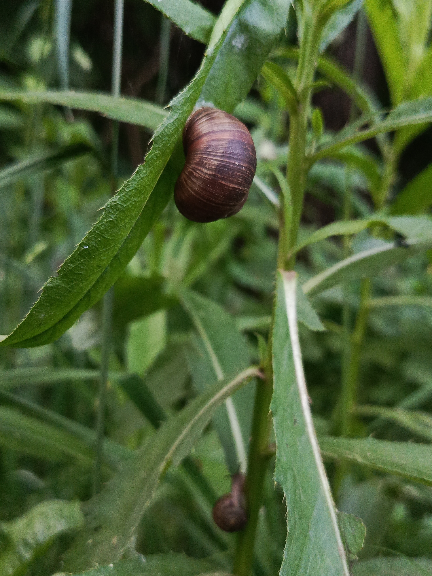 A close-up, eye-level shot shows a Roman snail clinging to the edge of a green leaf. The snail's shell is coiled and brown with darker stripes. The leaf it is on is serrated along its edge and has a slightly wet appearance. In the background, out of focus, are more green leaves and stems of plants, suggesting a natural or garden setting. The lighting appears to be natural daylight. No people are visible in the image, and no specific location within Chaikovsky, Russia, can be identified from the visual information.