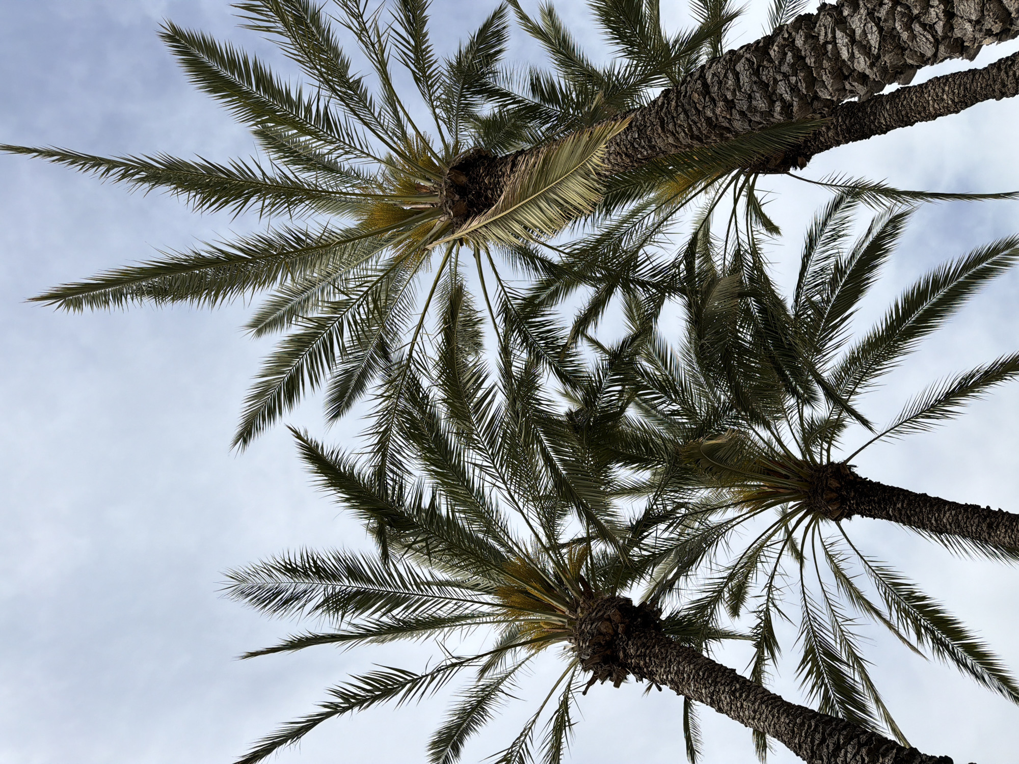 The image shows three palm trees viewed from below, their trunks angled across the frame against a cloudy sky. The trunks are textured and brown, with green fronds extending outwards from the top of each trunk. The scene is likely located in Tel Aviv, Israel, given the prevalence of palm trees in that city. No people, specific objects, actions, or interactions are visible. The environment consists of the palm trees and the overcast sky.