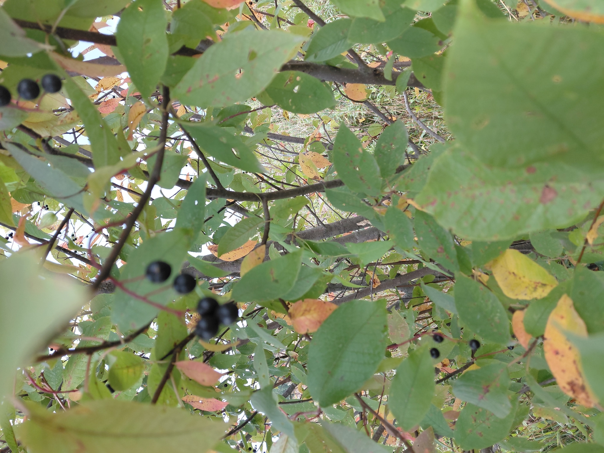 In Malinovka, Russia, a close-up shot focuses on a cluster of black berries on a branch amidst green and yellowing leaves. The berries are small, round, and appear ripe. The branches are thin and dark brown, supporting a dense foliage of leaves in various stages of autumn color. The background is blurred, suggesting a natural outdoor setting with more vegetation and a hint of sky peeking through the canopy. The lighting appears to be natural daylight, casting soft shadows.