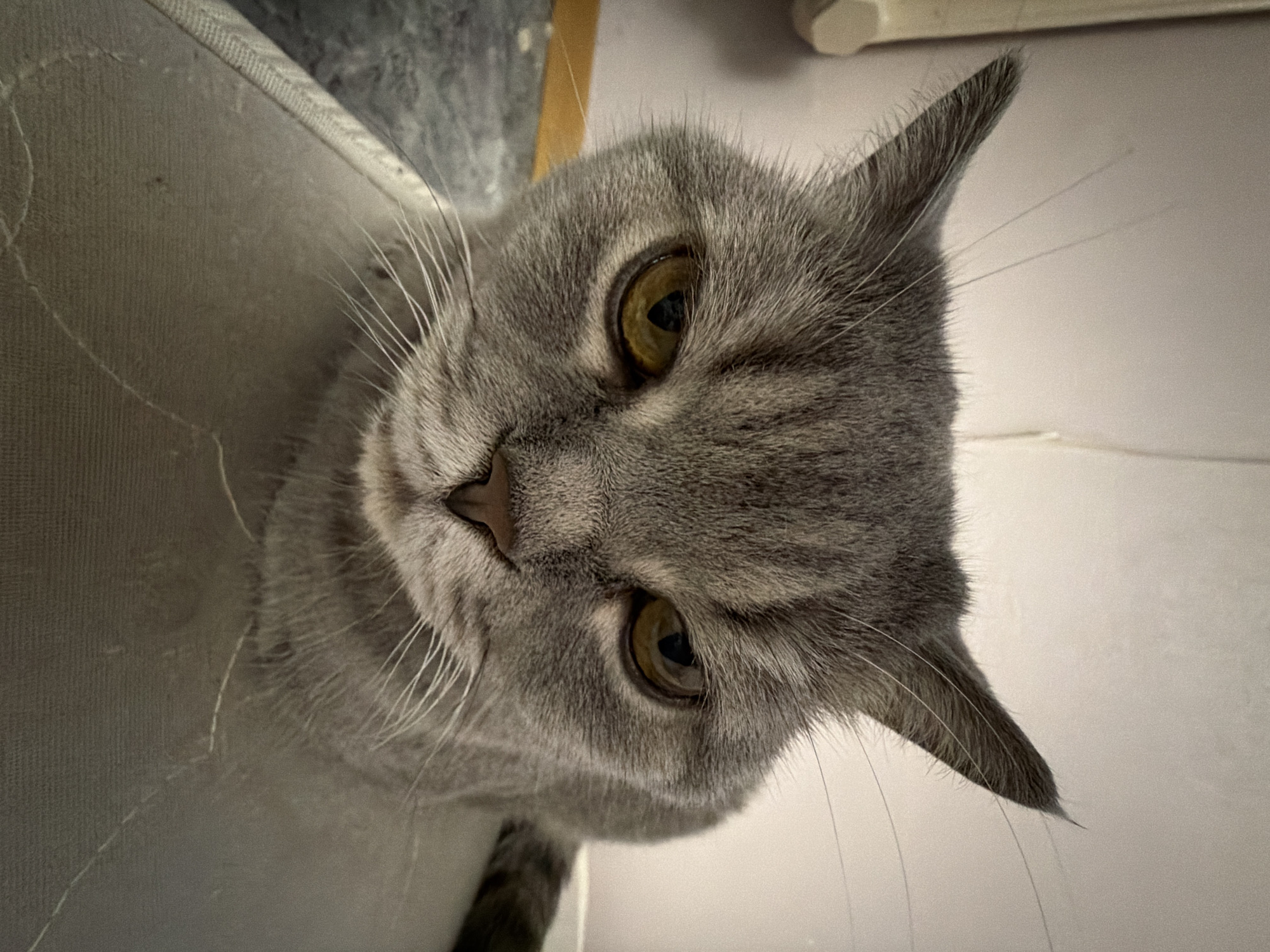 The media file is a close-up, slightly angled photograph of a grey tabby cat's face. The cat's eyes are open and a light amber color, with black pupils. Its ears are pointed and erect, and its whiskers are long and white. The cat's fur is short and appears soft, with subtle tabby markings. The background is out of focus, with a grey textured surface on the left and a light-colored, plain surface on the right. There is a hint of a wooden element in the upper right corner. The lighting appears to be artificial, suggesting the photo was taken indoors. The cat's expression is alert and curious. There is no visible text in the image. The location context is Perm, Russia, but this cannot be inferred from the image itself.