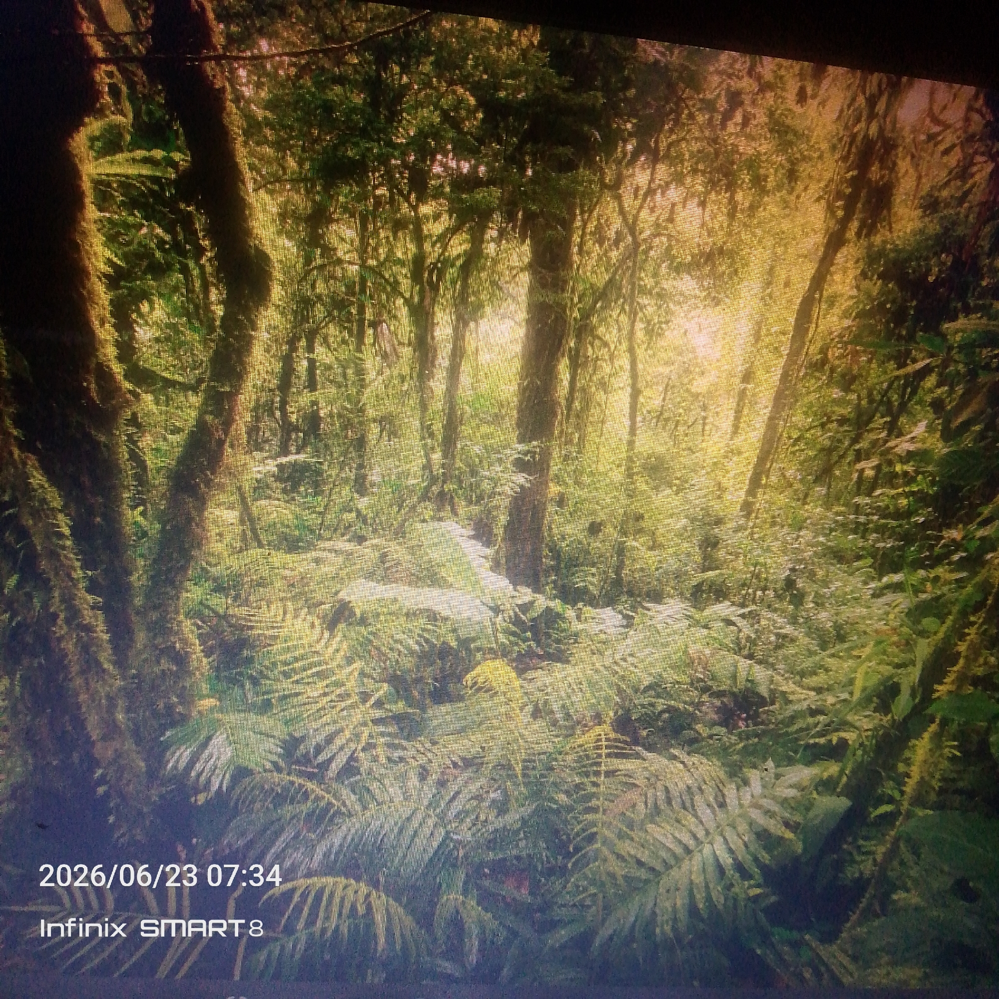 The image displays a dense forest scene with sunlight filtering through the canopy, creating a dappled effect on the ferns and moss-covered trees. The foreground is dominated by large ferns and the textured bark of trees. In the lower left corner, a timestamp "2026/06/23 07:34" and "Infinix SMART 8" are visible, indicating the image was captured by a specific device on that date and time. There are no people or animals visible in the frame. The environment is lush and appears to be a tropical or temperate rainforest. The specific location is not provided.