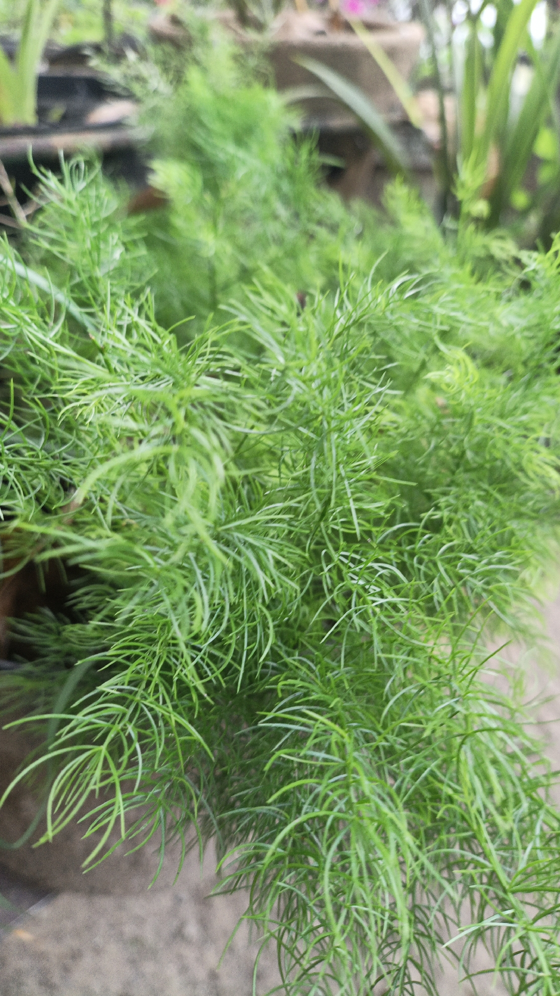 A close-up, eye-level shot focuses on a dense cluster of feathery, bright green dill plants. The plants are in full bloom, with their delicate fronds creating a soft, textured canopy. The background is a blur of muted colors, hinting at an outdoor setting with some plants in pots and a concrete surface below. The lighting is soft, highlighting the vibrant green of the dill. There are no people or animals visible in the image. The scene suggests a garden or a planter in an urban environment, likely within the city of Palohlada, Indonesia, given the context.