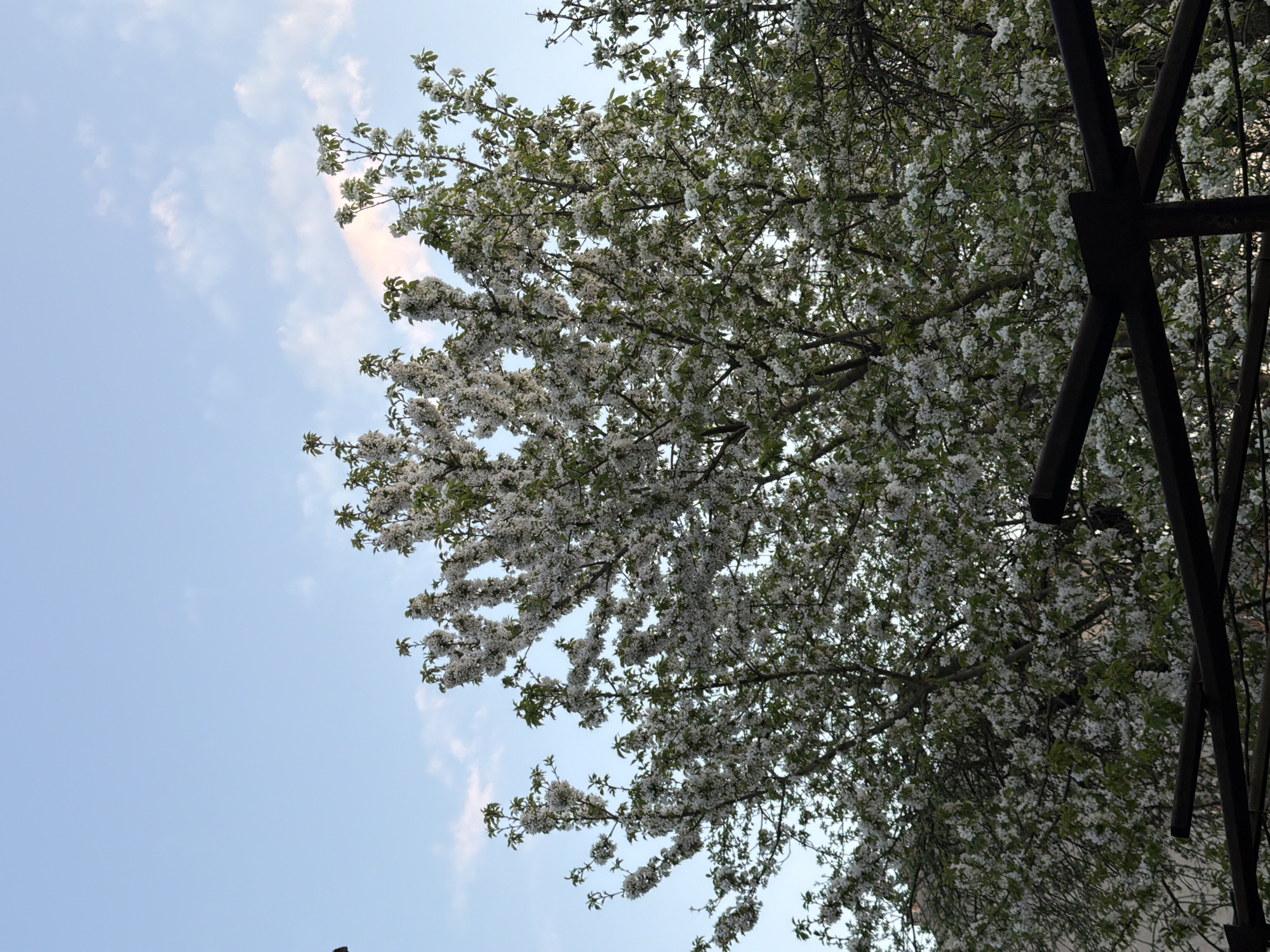 The image shows a view looking up into a tree with white blossoms against a blue sky with scattered clouds. To the right of the tree are dark metal architectural elements. The location, Debelets, Bulgaria, is not explicitly discernible from the image.