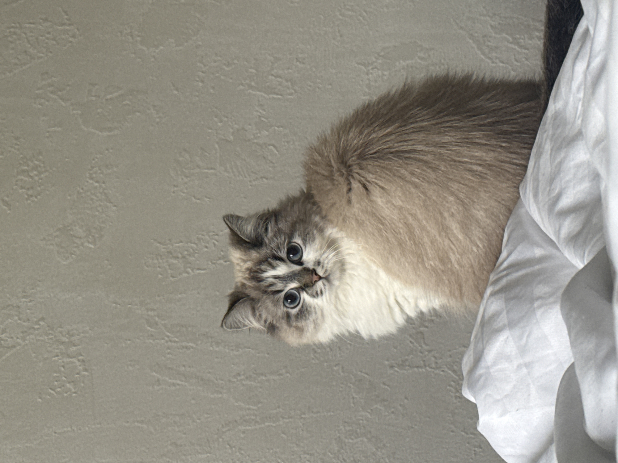 A light gray and brown Ragdoll cat is positioned near a crumpled white sheet, with a gray wall visible in the background. The cat's face is tilted downward and towards the camera. There is no indication that this image was taken in Rostov-on-Don, Russia.