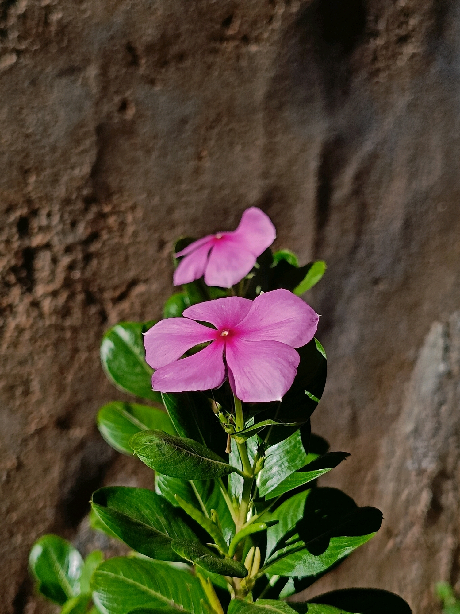 Two pink vinca flowers, one in sharp focus and another slightly blurred in the background, bloom against a textured brown wall. The flowers are vibrant and a deep pink, with five petals each. Lush green leaves surround the blooms, some catching the light and others casting soft shadows on the wall. The scene appears to be outdoors, likely in a garden or on a wall in Tirunelveli, India, given the characteristic rough-hewn texture of the brick or stone wall often found in older buildings in the region. There are no people visible in the image, and the focus is solely on the flora. The lighting suggests it is daytime, with the sun casting dramatic shadows.