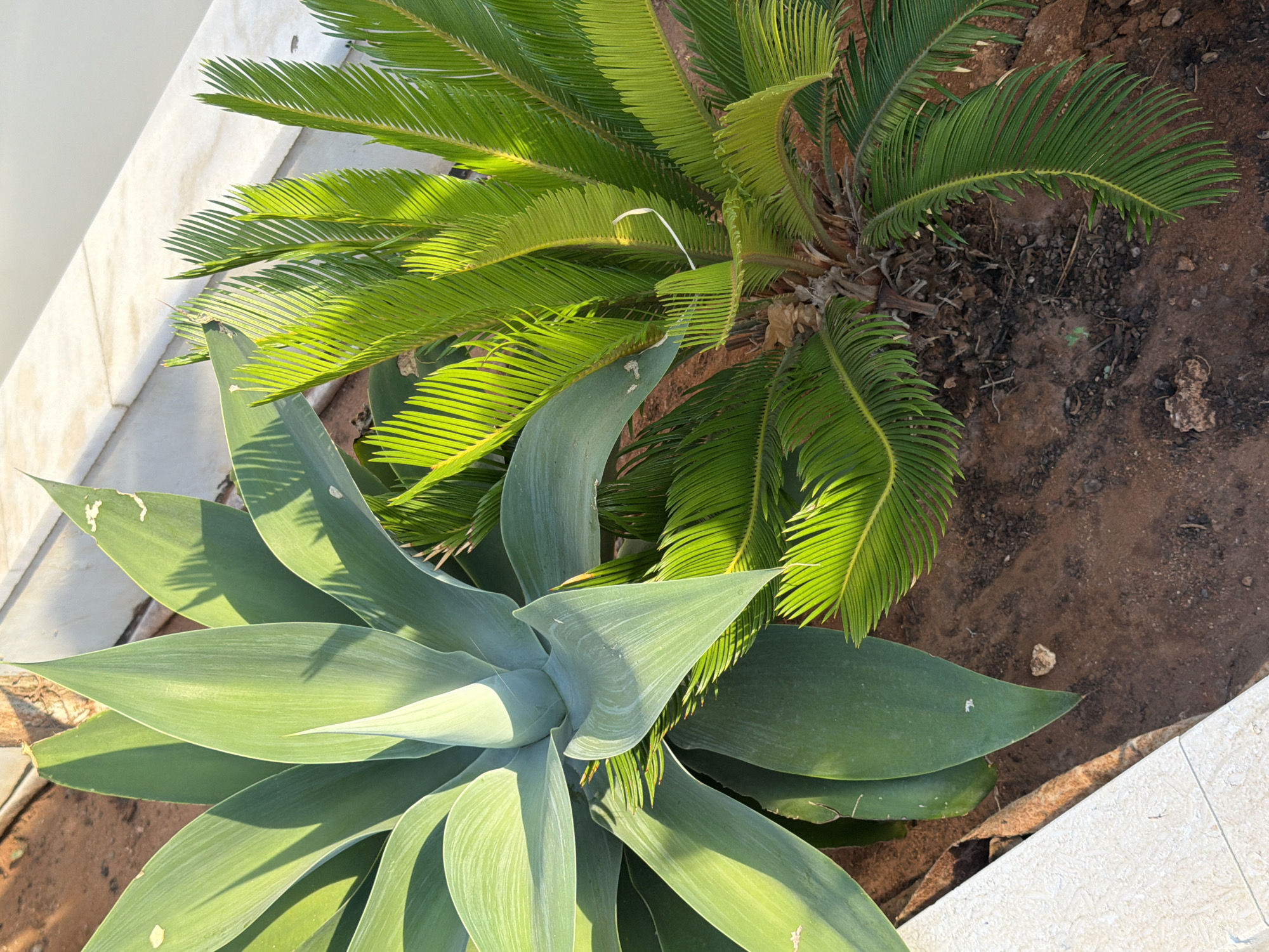 The image shows two plants in an outdoor setting. On the left is a large, green agave plant with thick, fleshy leaves that taper to a point. The leaves are arranged in a rosette pattern. To the right of the agave is a sago palm with its characteristic frond-like leaves. The ground appears to be covered in reddish-brown soil with some small stones and organic debris. In the background, there is a white marble border and a hint of a body of water, possibly a swimming pool or the sea. The lighting suggests it is daytime, with sunlight casting shadows from the plants onto the ground and the marble border. There are no people or animals visible in the image. The scene is likely a garden or courtyard in a warm climate.