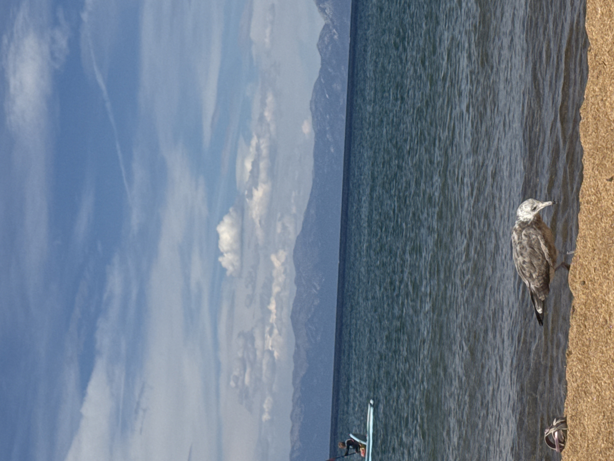 A seagull is on the shore of a body of water, with mountains in the background. A person is on a paddleboard in the water. The sky is blue with scattered clouds.
