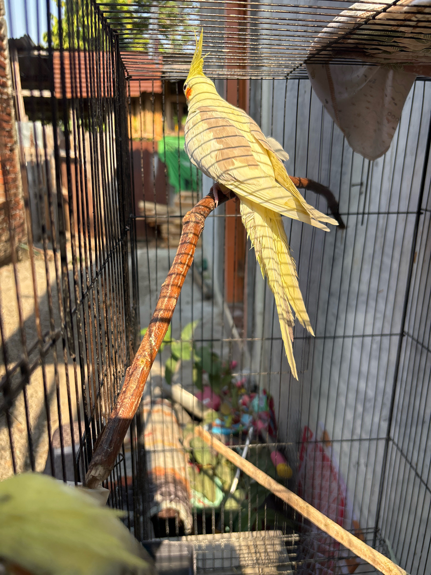 A cockatiel, identified as a yellow lutino variant, is perched on a wooden branch inside a wire cage. The bird faces away from the camera, showcasing its crest, yellow plumage, and long tail feathers. Sunlight casts striped shadows across the bird and its surroundings, suggesting it is outdoors during the day. The cage is positioned in what appears to be a backyard or outdoor enclosure. In the background, elements of a residential setting are visible, including corrugated metal roofing, wooden structures, and some vegetation. The overall scene is set in Bandasari, Indonesia.