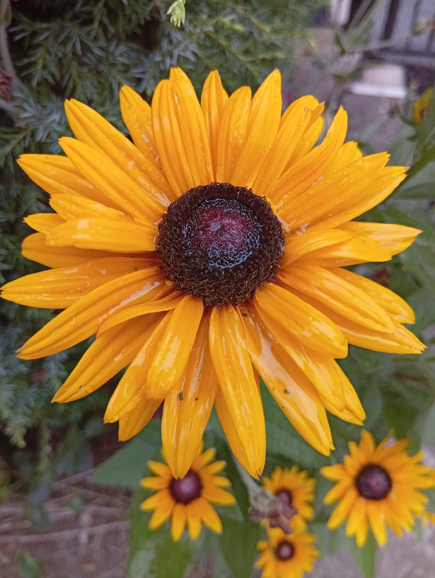 This is a close-up, vertical shot of a black-eyed Susan flower. The prominent, large flower in the foreground is a vibrant yellow with pointed petals that are wet, suggesting recent rain. The center of the flower is a dark, almost blackish-purple, with a textured appearance. Behind the main flower, several other smaller black-eyed Susans are visible, some in focus and some blurred, adding depth to the scene. The background consists of dark green foliage, likely other plants in a garden, and a blurry hint of a light-colored structure, possibly a wall or building. The overall impression is of a garden scene after a rain shower, with the flowers glistening. The time of day is not discernible, but the wetness indicates it might be morning or after an afternoon shower. No text is visible in the image. The location is identified as Wrocław, Poland.