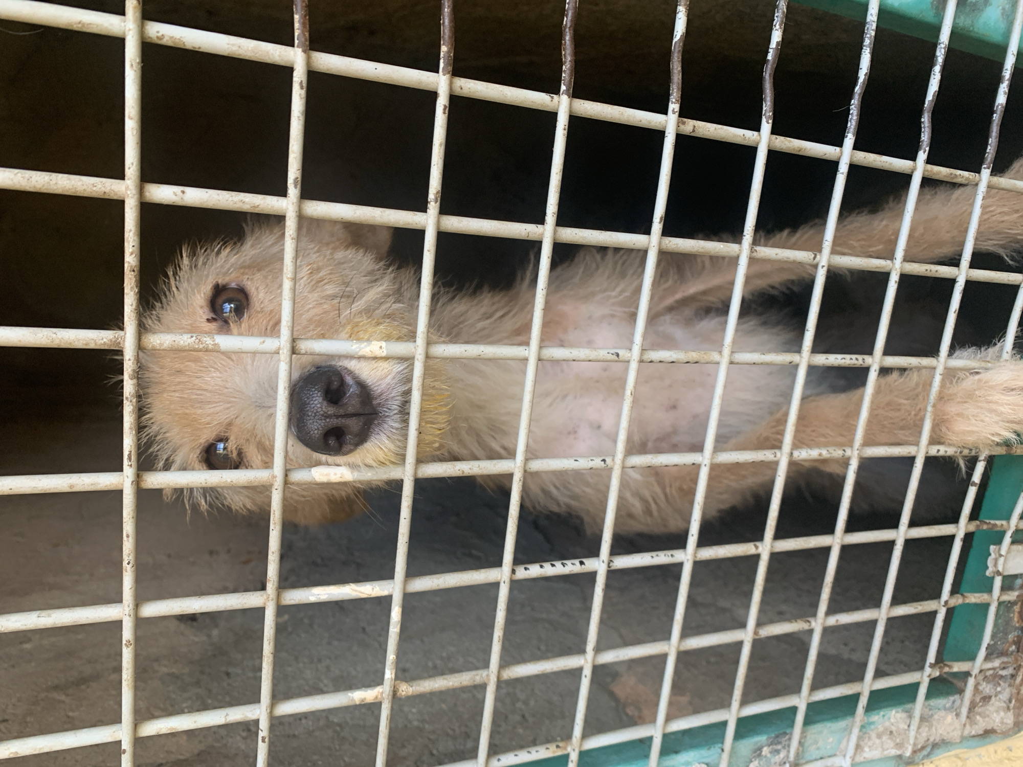 A light-colored, scruffy dog with dark eyes is looking through a white metal cage. The dog's fur is matted in places, and there are yellow stains around its muzzle. Its body is partially visible, with pale skin showing through its sparse fur. The background inside the cage is dark and indistinct, with a rough, gray wall visible on the left. The cage bars are weathered and have rust spots. The image appears to be taken from the outside, looking into the cage. The location is identified as Rafin Par, Nigeria.