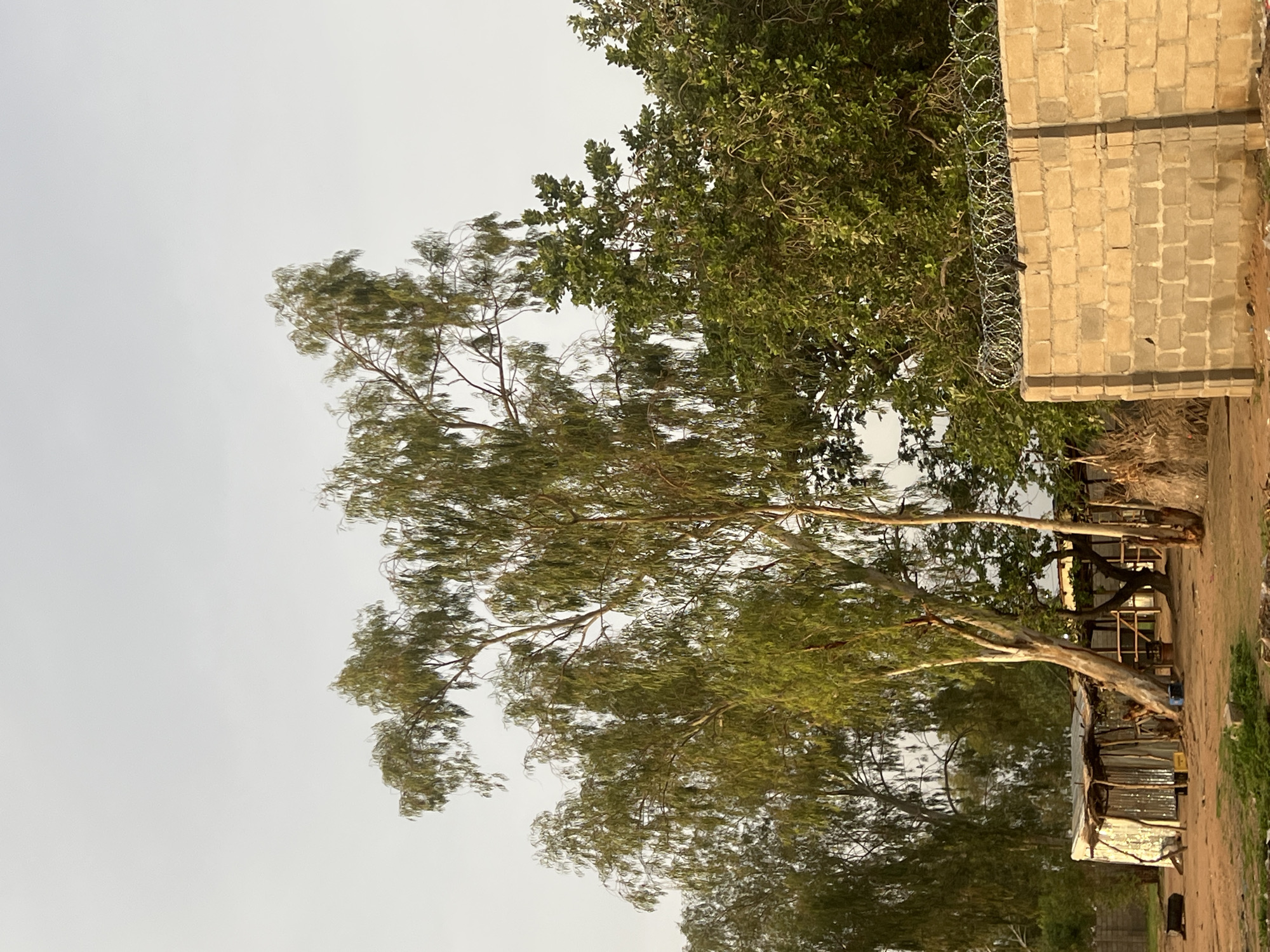 The image depicts an outdoor scene in Kporva, Nigeria, featuring a tall, slender tree with sparse foliage dominating the left side of the frame. The tree's branches extend horizontally, partially obscuring a building or structure in the background. To the right of the tree, a brick wall is visible, topped with barbed wire. Lush green foliage and other trees are positioned behind the wall. In the lower right corner, a makeshift dwelling constructed of corrugated metal sheets is present. The ground appears to be dirt or soil. The sky is overcast. No people are visible in the frame.