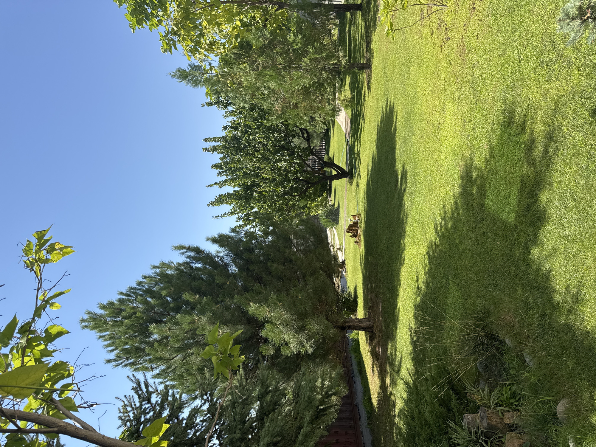 A bright, sunny day unfolds in a lush, well-maintained garden. The scene is dominated by vibrant green grass that covers the ground, casting dappled shadows from the surrounding trees. A variety of trees populate the landscape, including a prominent, mature pine tree in the foreground, its needles reaching towards the clear blue sky. To the left, the branches of another tree, with broad, light-green leaves, extend into the frame, partially obscuring a wooden fence. In the middle ground, a bushier tree with dark green foliage stands, and further back, a slender evergreen tree adds to the diverse greenery. Scattered throughout the garden are hints of garden decor, including a few rocks and some chopped logs near the base of the pine tree, suggesting a cultivated outdoor space. The overall impression is one of tranquility and natural beauty, indicative of a residential area in Qonaev, Kazakhstan, likely a private yard or a small park.