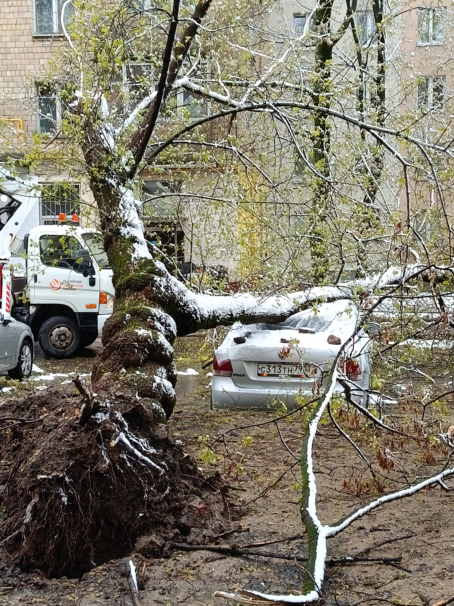 A large tree lies uprooted and fallen in what appears to be an urban or suburban residential area, likely in Moscow, Russia. Its massive root ball is exposed, and its main trunk, thick and gnarled, is covered in moss and patchy snow. The tree has fallen across a white sedan, crushing its rear end. The car is a Volkswagen Polo, as indicated by the "POLO" badge, and its Russian license plate reads "C313TH 799 RUS".
The scene suggests unusual weather, as snow covers the tree's branches, many of which still bear fresh green leaves, indicating a late spring or early autumn snowfall that may have contributed to the tree's collapse due to the weight of the snow on foliage. The ground is wet and muddy from the precipitation.
In the background, part of a white light truck, possibly a Hyundai model, is visible. It has orange warning lights on its roof and Russian text on its side that includes "РЕДАРМЕЙСКАЯ" (Redarmeyskaya) and "КОМПАНИЯ" (Company), along with a partial phone number. Another grey car is partially visible to the left of the truck. Apartment buildings with brick and rendered facades can be seen in the background through the tree's branches. The lighting is diffused, suggesting an overcast day.