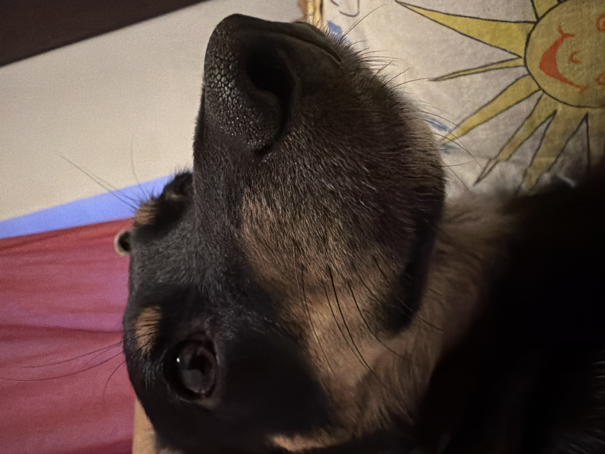 A close-up shot depicts the head of a dog, likely a German Shepherd or similar breed, lying on its back. The dog has black and tan fur. The large, black nose is in focus and textured. One eye is visible and open. The background shows a fabric with a red-pink hue on one side, and a pillowcase with a sun design on the other. There is no indication of the location being Sofia, Bulgaria.