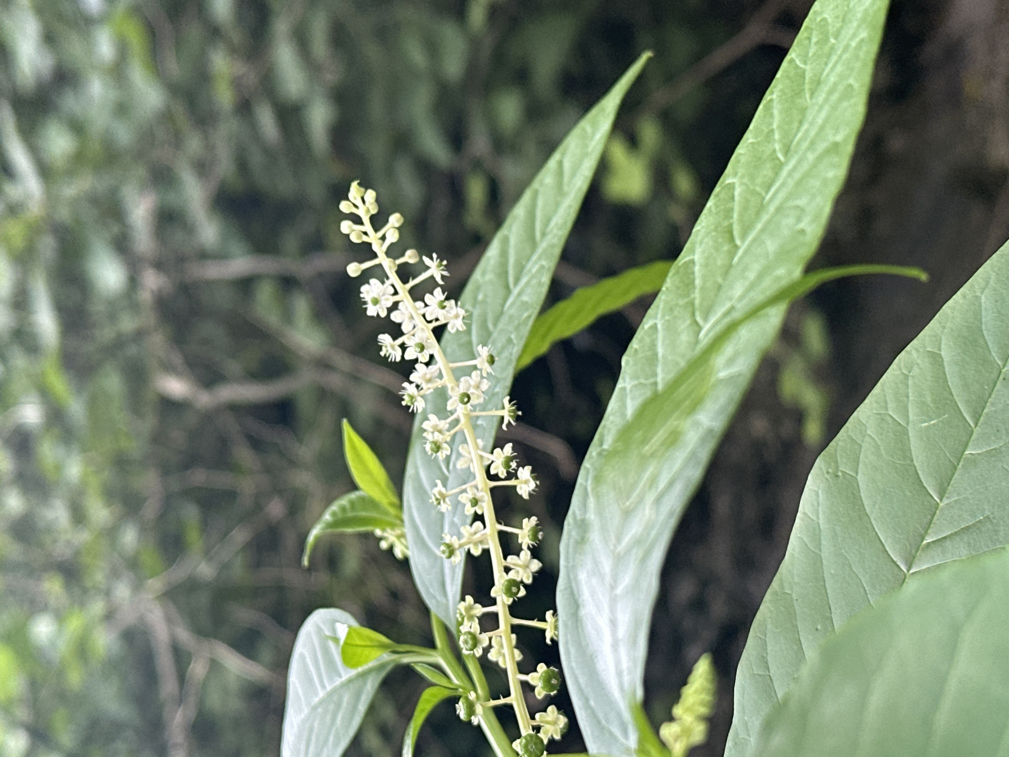 The image displays a close-up of a flowering plant with small white flowers and green buds arranged along a stem. The plant has large, veined green leaves that dominate the foreground and midground. The background is blurred, showing a soft focus of green foliage and tree branches, suggesting an outdoor, natural setting. The scene is likely located in or around Bol'shoi Kichmai, Russia, given the context. There are no people or discernible human activity present in the image.