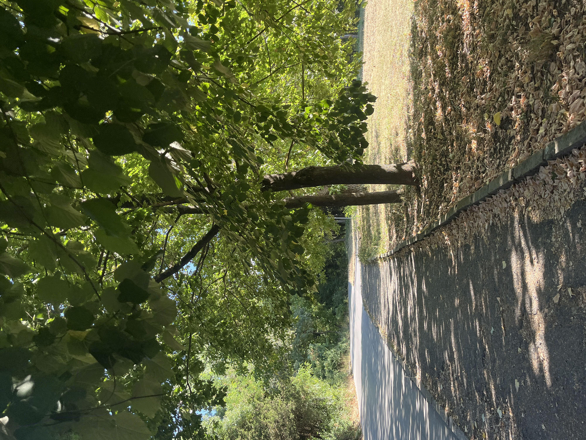 The image shows a paved pathway bordering a road, with trees casting shadows on both. The pathway is covered with fallen leaves, suggesting an autumn or late summer setting. The road appears to be a rural or park road, winding through a wooded area. The trees are lush and green, with sunlight filtering through their leaves, creating a dappled effect on the ground. The environment is natural and peaceful. This scene is consistent with a location within the city of Targovishte, Bulgaria, which has numerous parks and wooded areas, such as the "Borrisovata gradina" park or the areas surrounding the city. No people or specific actions are depicted in the image.