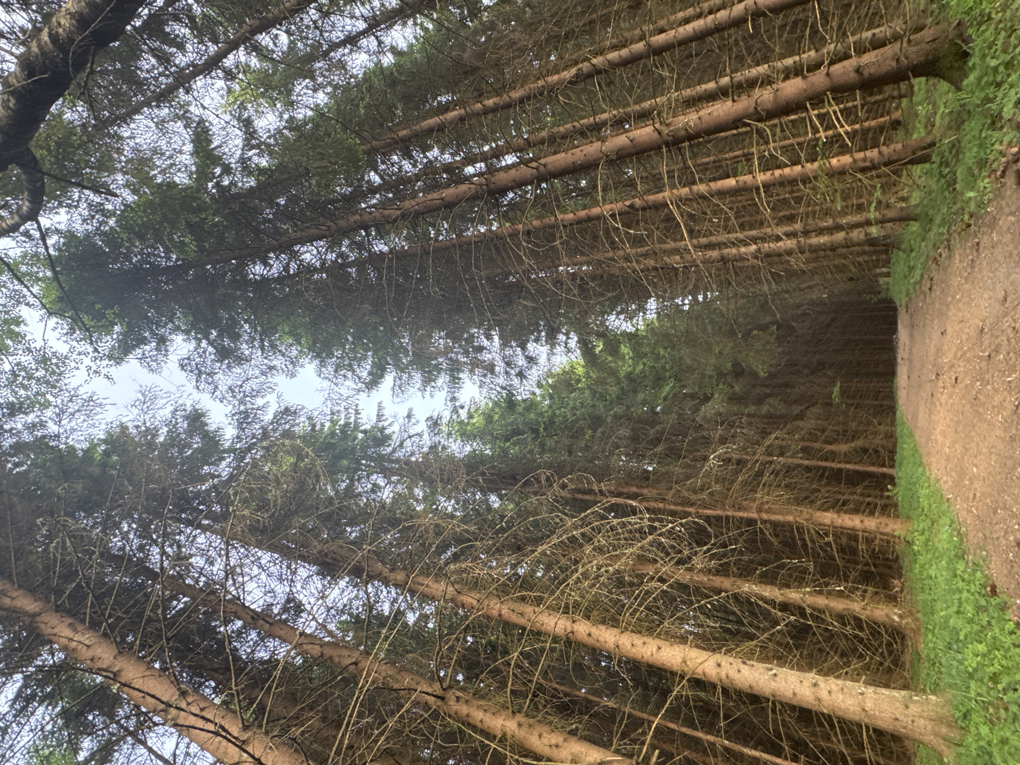 The image depicts a forest scene in Unknown, Norway. Tall, coniferous trees dominate the frame, their trunks stretching upwards. A dirt path runs along the right side of the image, bordered by green grass. The sky is visible through the canopy, appearing pale and overcast.