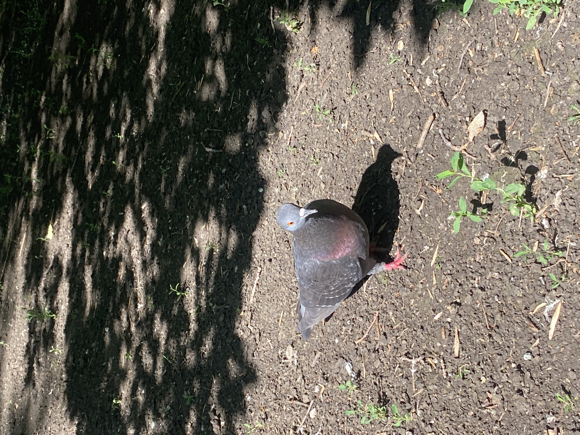 A pigeon stands on the ground in a shaded area. The ground is dark soil with scattered small green plants and twigs. The pigeon is gray with reddish-purple iridescence on its neck and pink legs. It is facing the camera, and its orange eye is visible. The background is a continuation of the ground with dappled sunlight and shadows from trees. This scene is likely a park or natural area within Novokuybyshevsk, Russia.