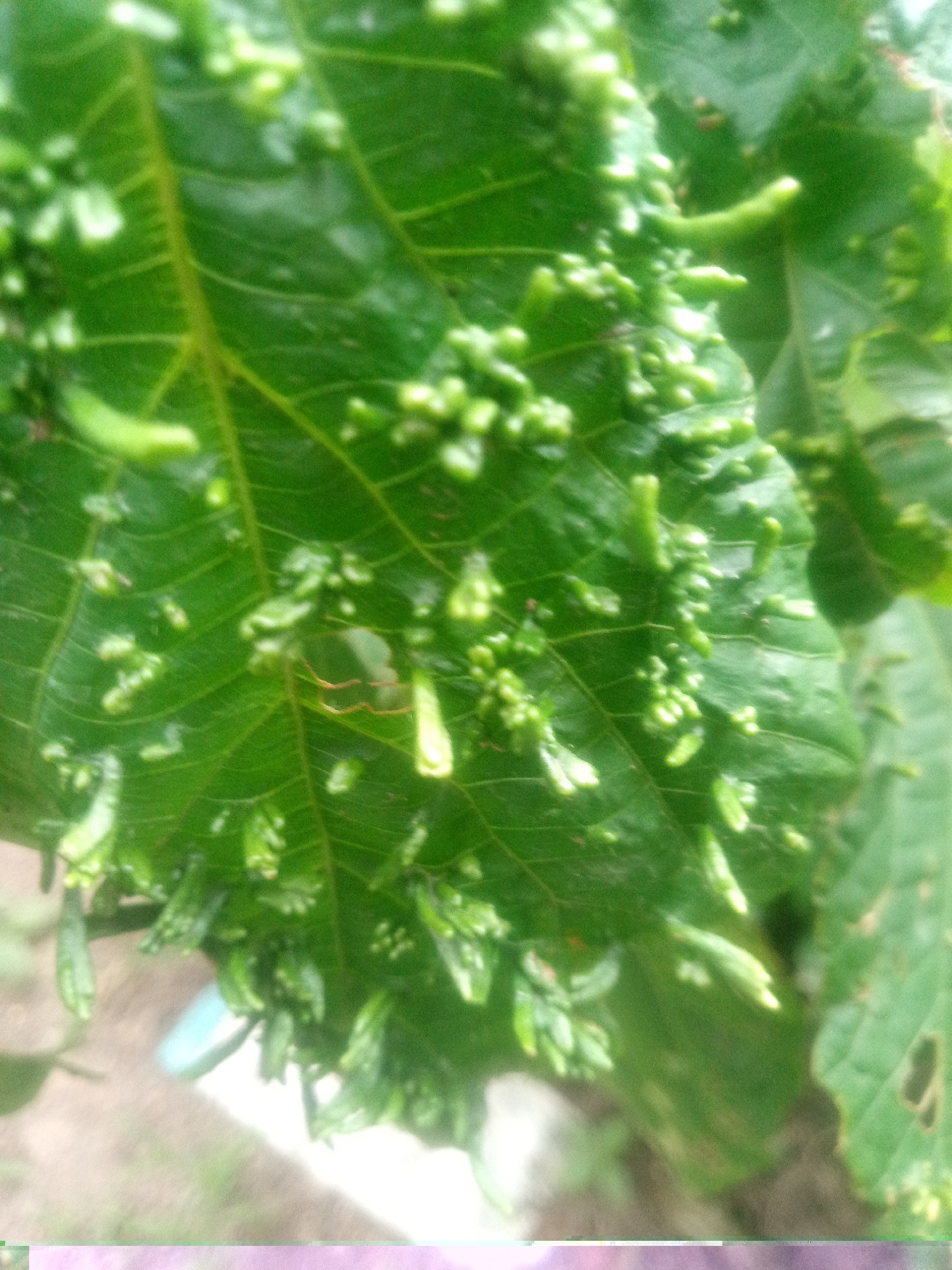 An extreme close-up shot shows a green leaf with small, irregular bumps on its surface. The leaf has prominent veins and appears to be part of a plant in an outdoor setting, with blurred foliage and ground visible in the background. The lighting suggests it is daytime. The overall image is slightly out of focus.
