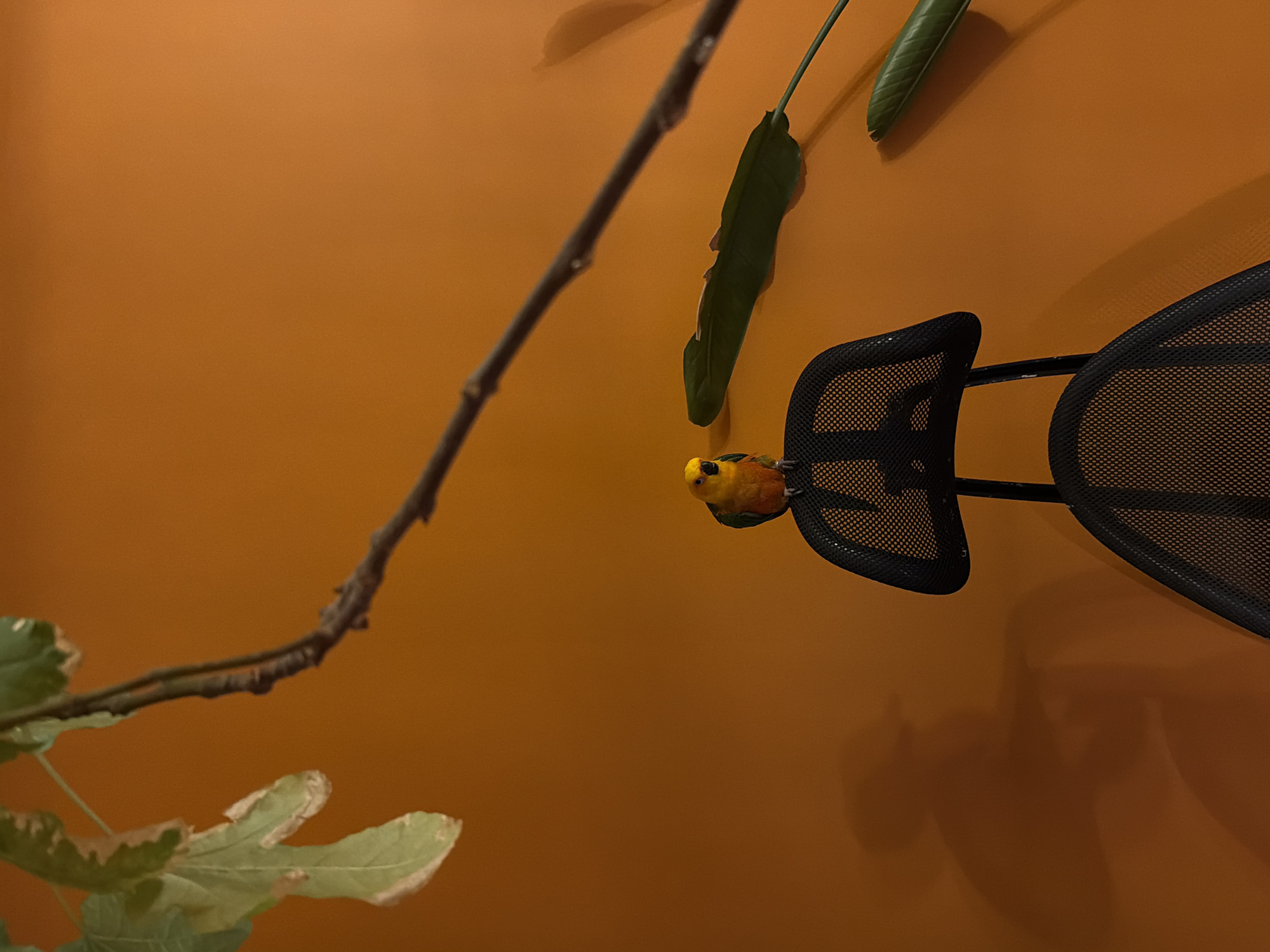 A bright-orange wall serves as the backdrop for an indoor scene. A bare tree branch with a few green leaves at the bottom left curves across the lower portion of the image. Two long, slender, green leaves are positioned near the top right. A small bird with yellow and orange feathers is perched on the side of a black mesh chair. The chair is angled from the center to the right side of the image.
I have no information about a location in Khimki, Russia, or whether this image was taken there.