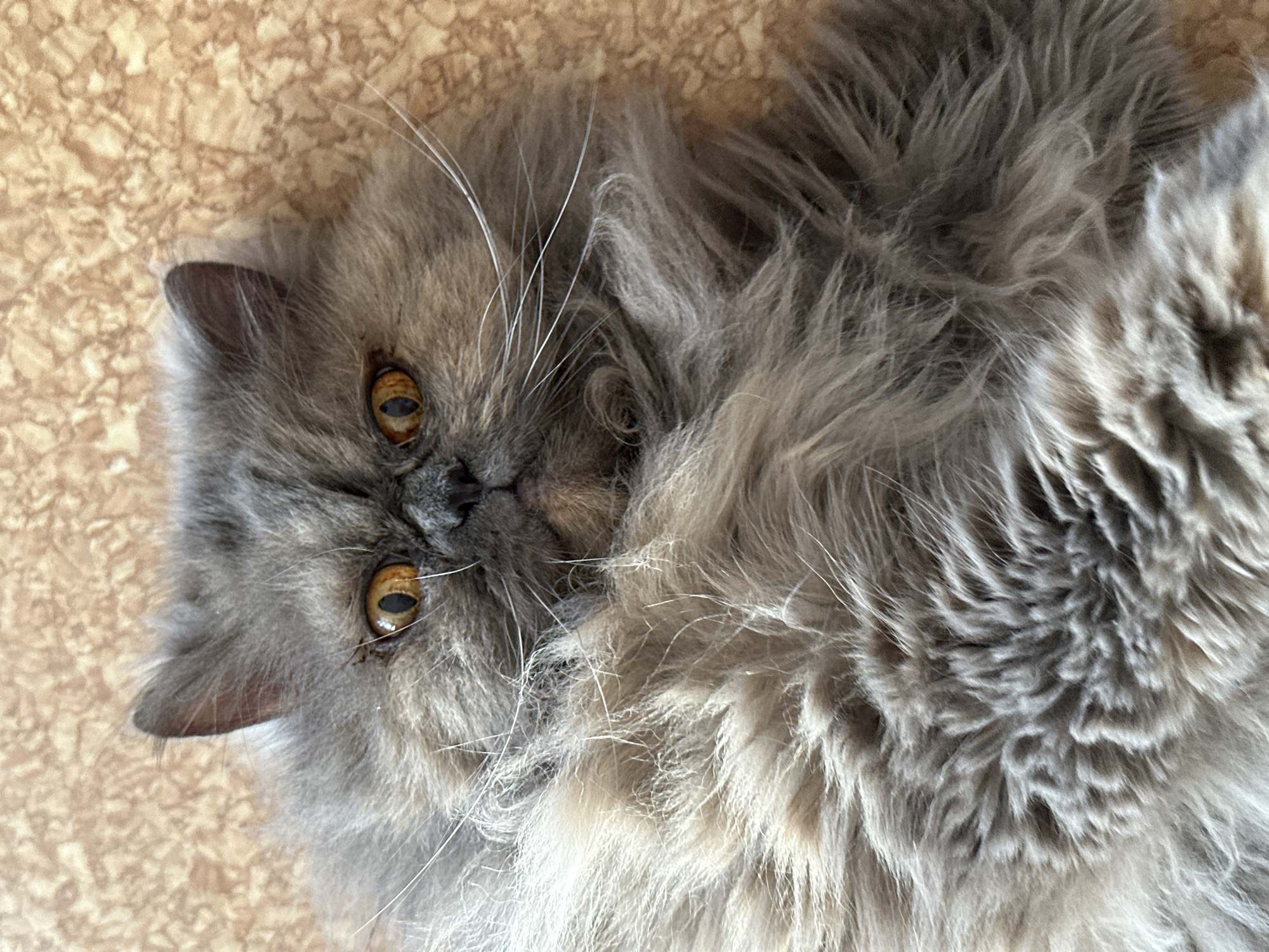 A close-up, high-angle shot shows a fluffy, grey cat lying on a surface with a light brown, patterned background. The cat's head is oriented towards the left side of the frame, with its golden eyes gazing directly at the camera. The cat's fur is long and dense, creating a soft, almost cloud-like appearance. Long white whiskers extend from around the nose and mouth. The location is impossible to determine from visual information.