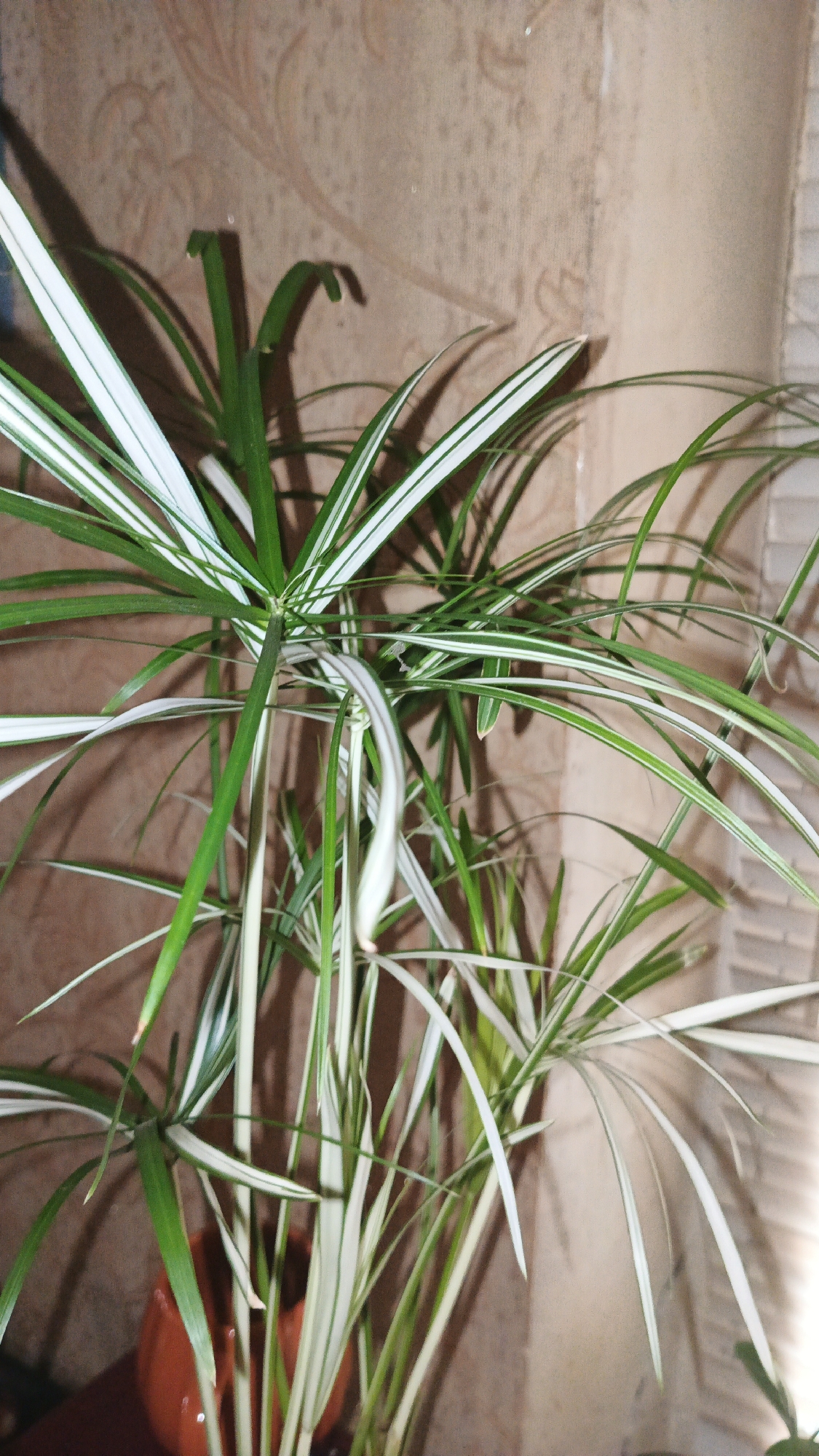 This is a close-up, eye-level shot of a potted Cyperus alternifolius, commonly known as an umbrella plant, indoors. The plant has green and white striped leaves that radiate outwards from the stems. The plant is in a brown ceramic pot, which is partially visible at the bottom left of the frame. The background is a textured wallpaper in a neutral tone, with a shadow of the plant cast on it. A vertical element, possibly a window blind or part of a wall, is visible on the right side, creating a contrasting vertical line. The lighting suggests an indoor environment, possibly with artificial light or natural light coming from the side, as indicated by the shadow. There are no people or animals present. The image quality is moderate, with some graininess and slight blur in certain areas. The location is stated to be Kryvyi Rih, Ukraine, though there are no visual cues in the image itself to confirm this specific location.