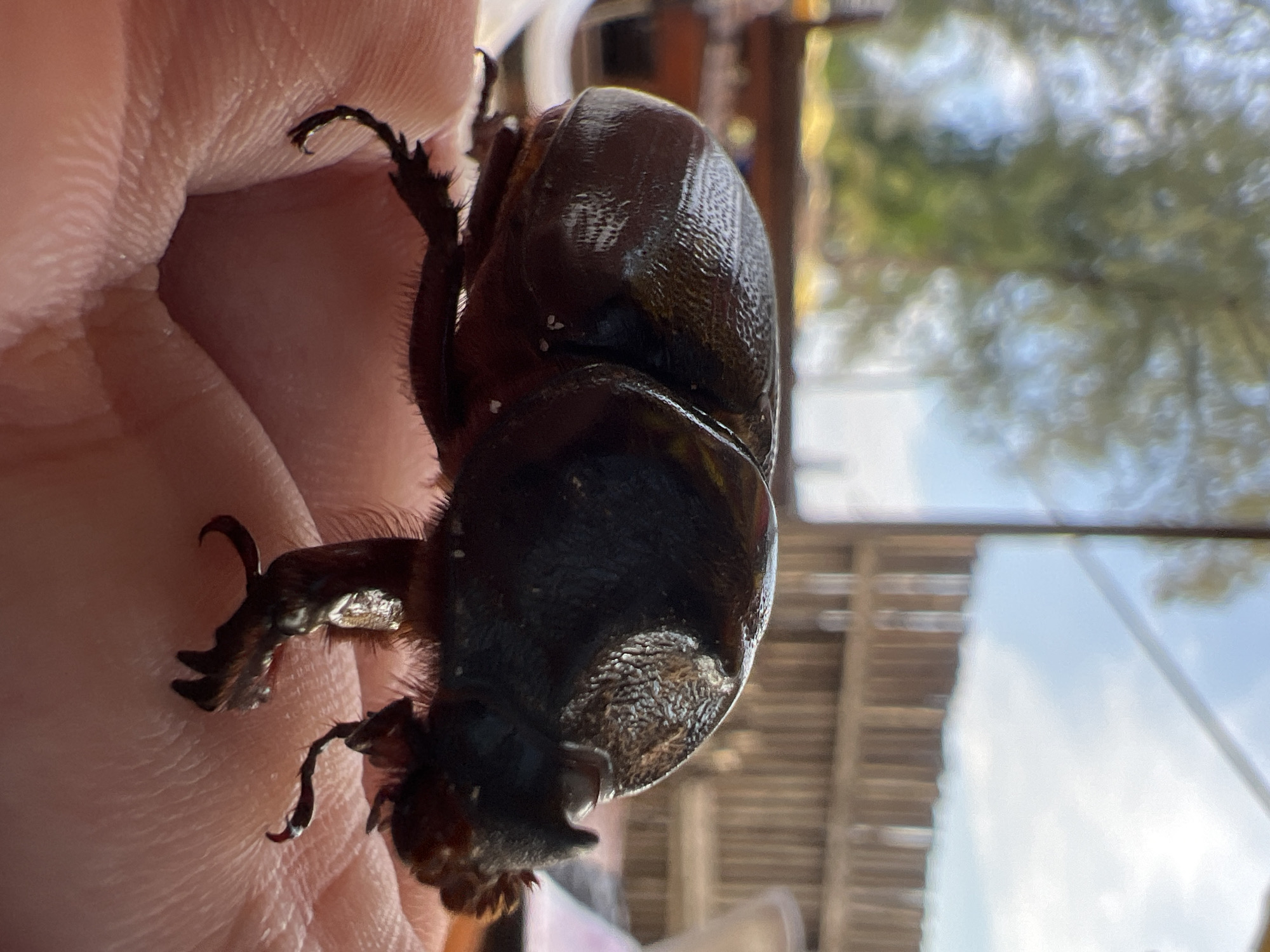 A beetle is held in someone's hand. The beetle is brown and shiny, and the person's hand is pink. The background is blurry and shows a building and a tree. The location is unknown.