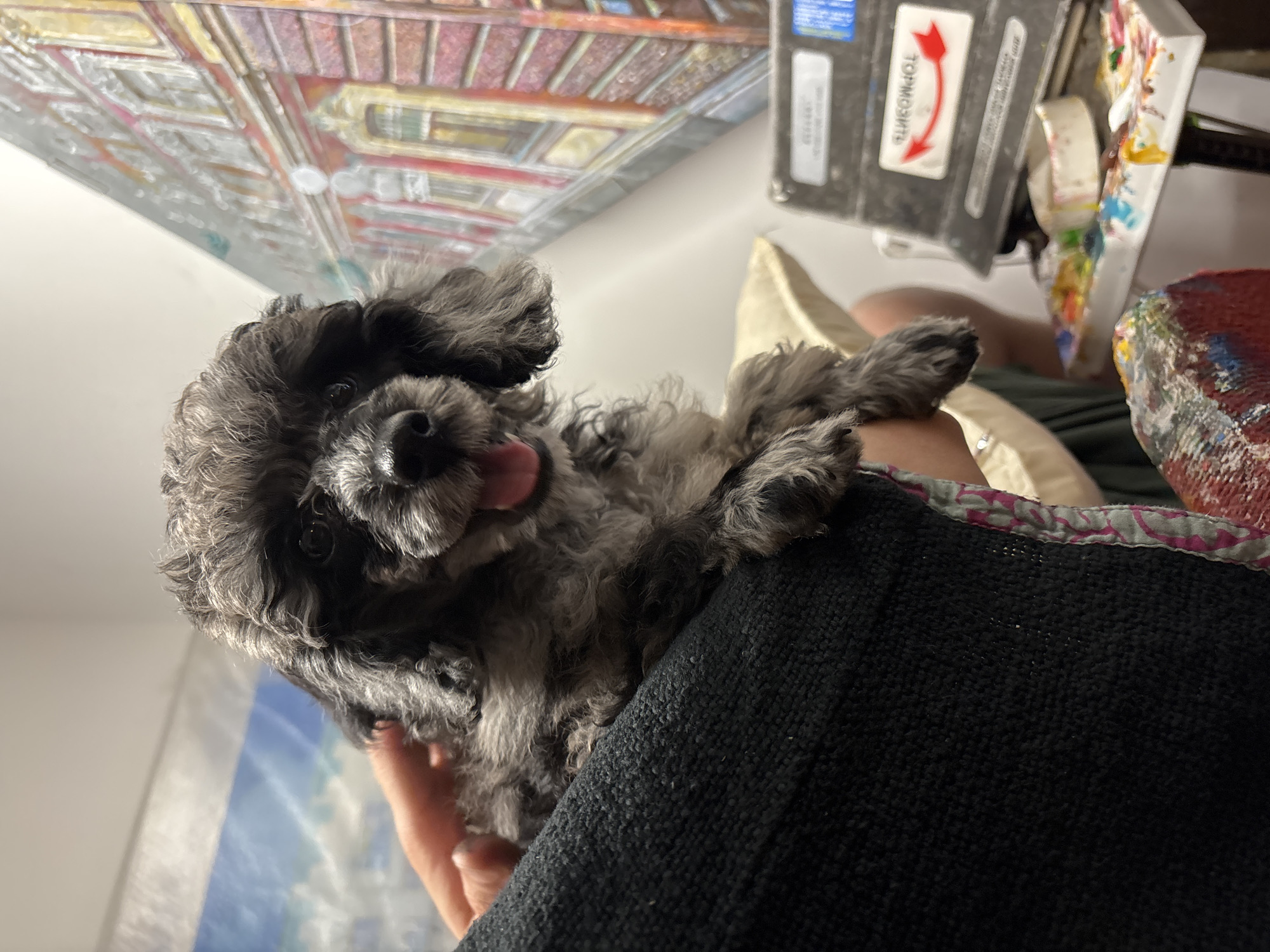 The image shows a close-up of a small, fluffy gray poodle with its mouth open and tongue visible. The dog is being held, and its paws are resting on a black textured surface, likely clothing. In the background, there is a painting of a building facade with multiple windows, rendered in warm colors of red, yellow, and orange. To the right, a palette with colorful paints and a brush is visible, suggesting an art studio setting. A label with Cyrillic text and a red arrow pointing in a curve is attached to a dark gray rectangular object. The lighting is soft, and the overall atmosphere appears casual and creative. The presence of the painting and art supplies, combined with the Cyrillic text, strongly suggests that this scene is located in Saint Petersburg, Russia, a city renowned for its rich artistic heritage and numerous art studios.