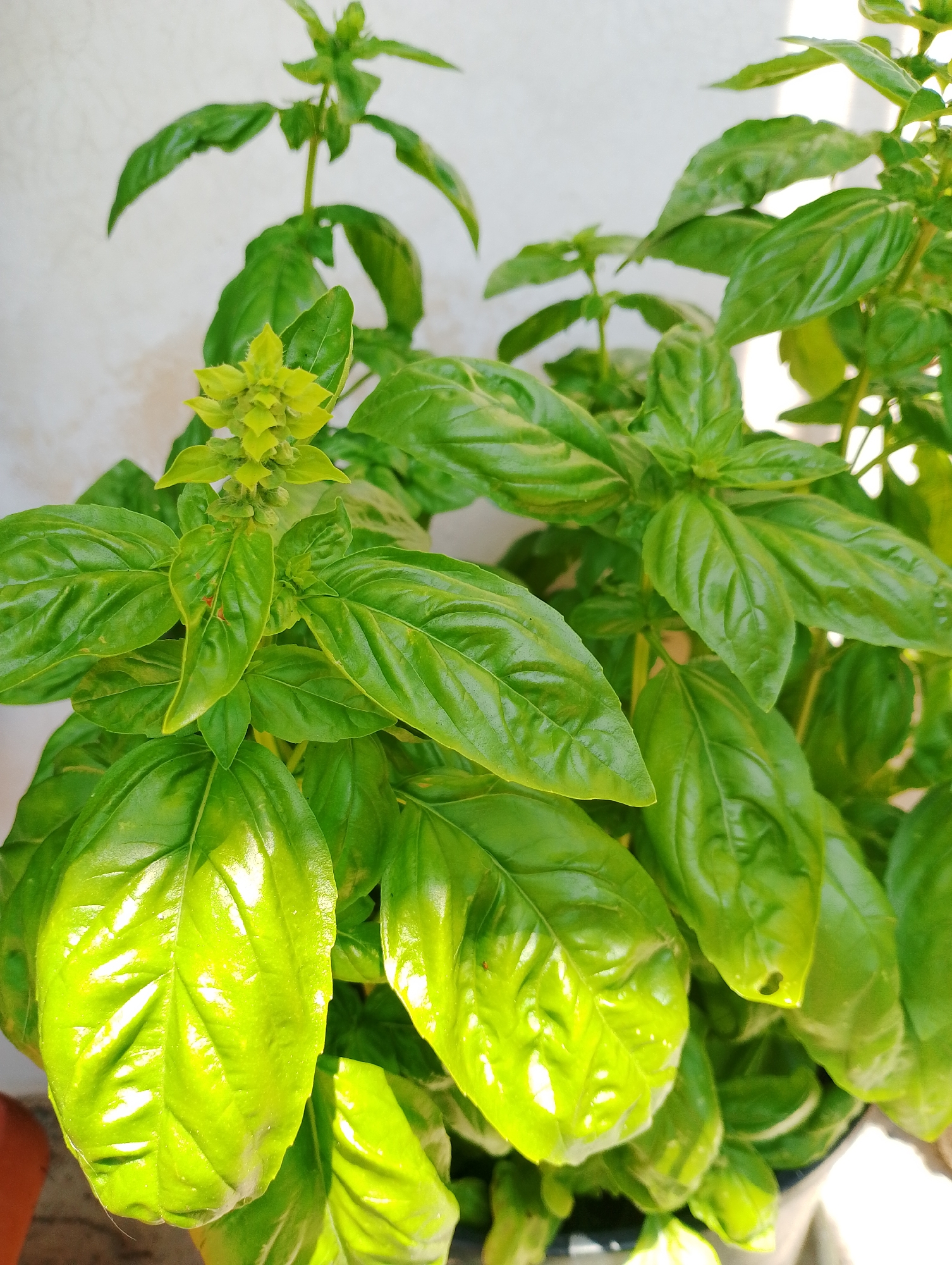 A close-up shot showcases a vibrant green basil plant, its leaves glossy and plump, catching the sunlight. The plant is in bloom, with small, clustered flowers at the top. The background is a plain, light-colored wall, out of focus, with a slight shadow. The image does not provide any information about a city or location.