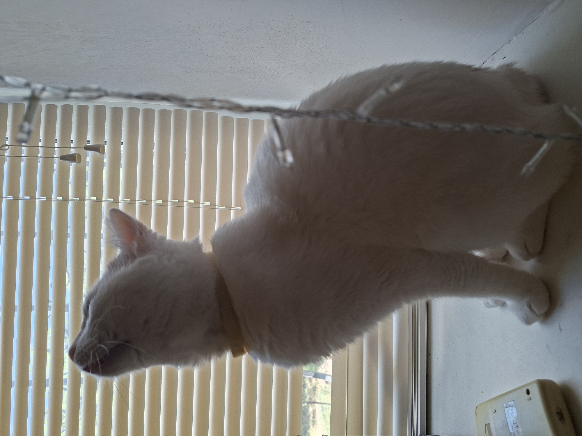 An all-white cat is sitting on a windowsill in front of closed, beige horizontal blinds. The cat is wearing a light yellow collar. Its head is tilted back, mouth open, and it appears to be looking upwards. The cat's paws are visible, resting on the windowsill. To the right of the cat, a string of decorative lights hangs vertically. To the left of the cat, a small, cream-colored electronic device with some text in Japanese characters is visible on the windowsill. The background outside the window suggests a natural environment with trees and foliage. The lighting suggests an indoor setting during daytime. The location is not specified in Mykolaiv, Ukraine.