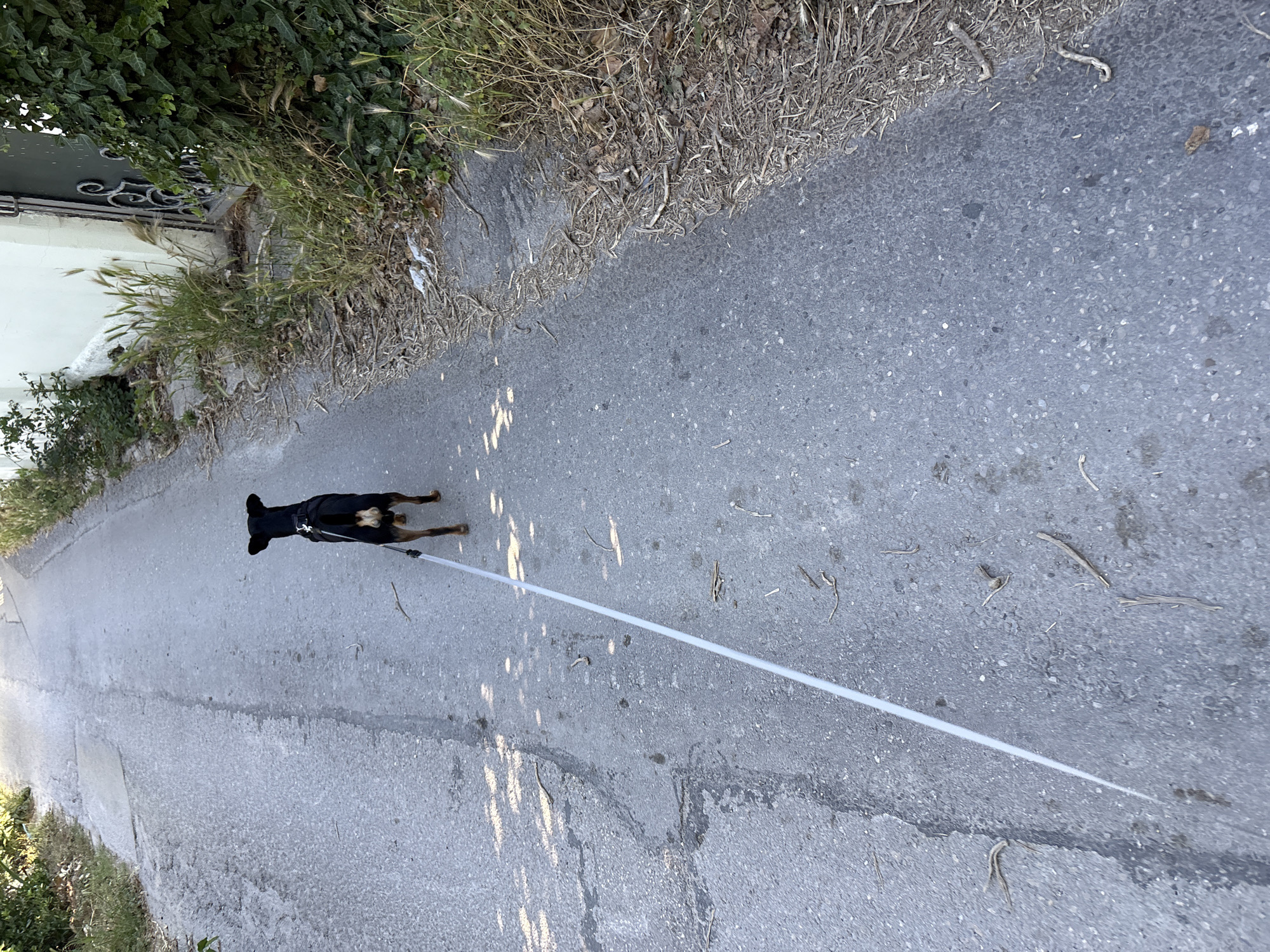 A small black and tan dog, wearing a harness, is being walked on a light-colored leash down a narrow, paved road. The dog is facing away from the camera and towards the end of the road, which curves slightly to the right. The road surface is asphalt and shows signs of wear and tear, with some cracks and patches. The right side of the road is bordered by dry, overgrown grass and some green ivy climbing a white wall and a dark metal gate. The left side of the road is also bordered by vegetation, with some shadows of leaves cast on the pavement. The scene appears to be in an urban or suburban area. There is no specific visual information to confirm the location as Varna, Bulgaria.