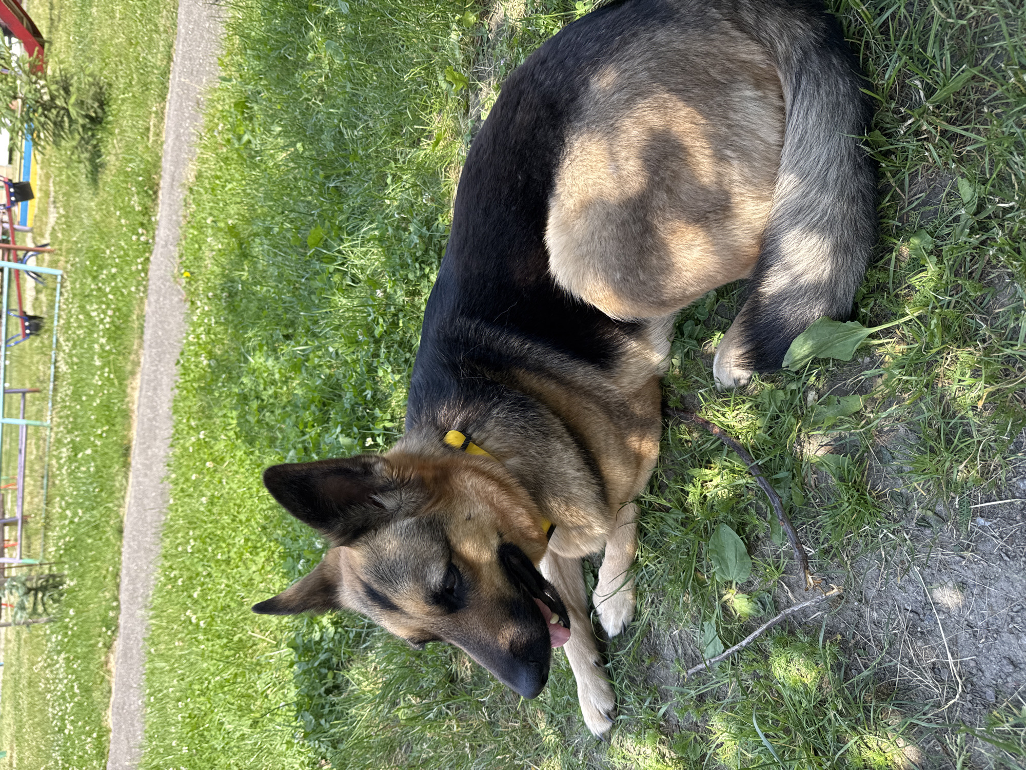 A German Shepherd is lying on the grass, looking to the left. The dog has black and tan fur, and is wearing a yellow collar. Its tongue is sticking out slightly. The background is green grass, with a paved path and a playground visible in the distance on the left side of the image. Sunlight is casting shadows on the grass, indicating it is daytime. The scene appears to be outdoors in a park or recreational area. There is no visible text.