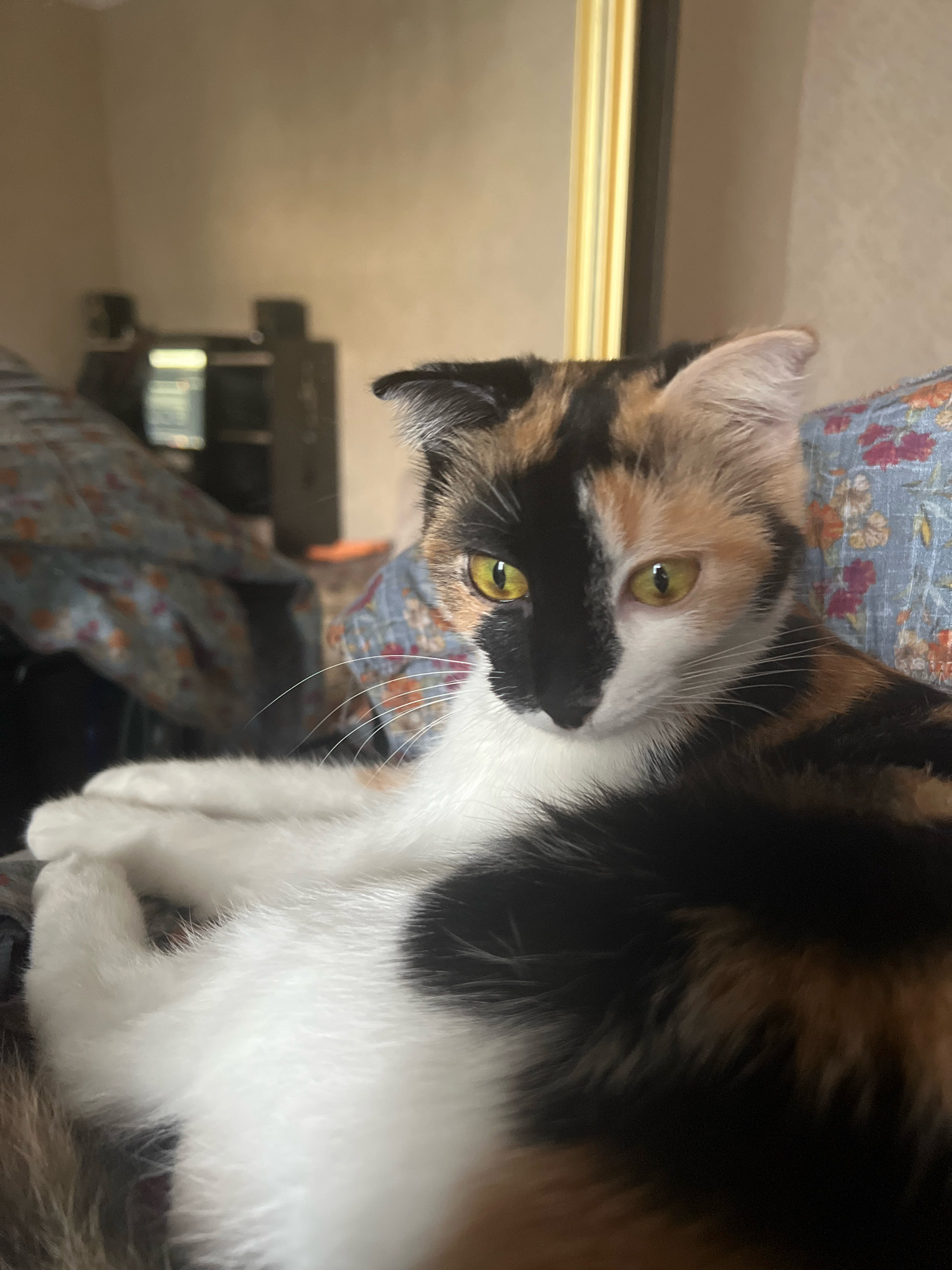 A calico cat with striking yellow eyes is the central subject of this indoor photograph. The cat's fur displays a distinct pattern of black, white, and orange patches. Its front paws are crossed, and it is lying down on what appears to be a patterned fabric surface. In the background, blurred objects suggest an indoor setting, possibly a room with furniture and a television or computer monitor. The lighting is dim, casting a soft glow on the cat. The location in Kizilyurt, Russia, is not visually indicated within the image itself.