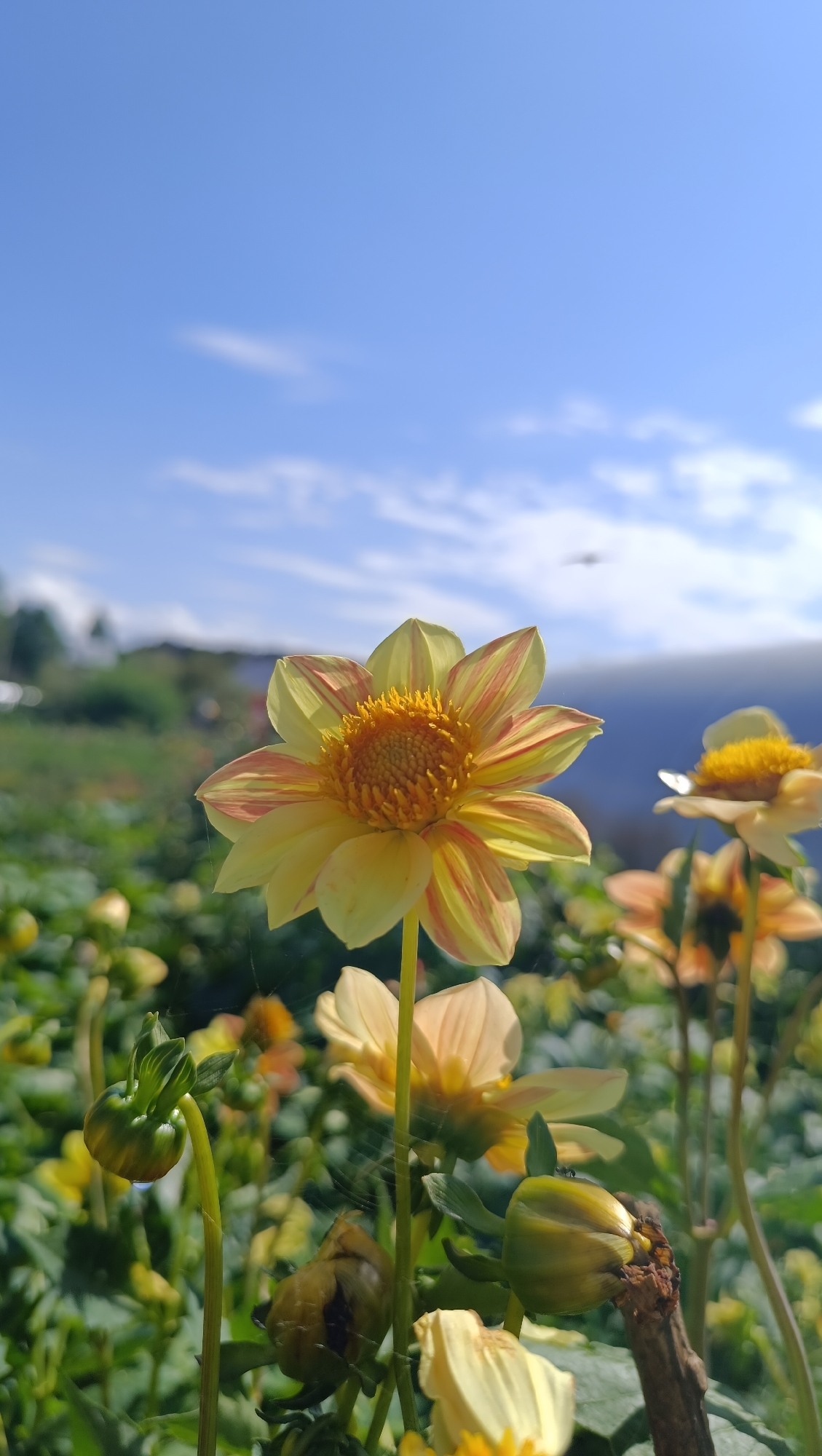 A close-up, low-angle shot captures a yellow dahlia flower with streaks of pink and orange, its petals unfurling under a bright blue sky. The flower is in sharp focus, with a shallow depth of field blurring the background into a soft tapestry of greenery, other flowers, and distant hills. Several buds and partially bloomed dahlias are visible, some with delicate spiderwebs clinging to them. The environment appears to be a garden or field, possibly on a hillside, given the sloping landscape in the background. The scene is bathed in natural sunlight, creating a vibrant and cheerful atmosphere. The precise location in Karsha, Russia, is not discernible from the image itself.