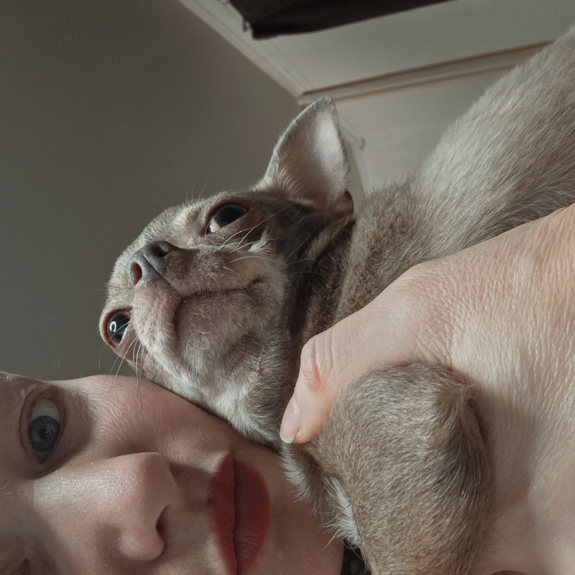 An indoor scene in Saint Petersburg, Russia, depicts a close-up, low-angle shot focusing on the interaction between a human and a small dog. The left side of the frame shows a portion of a human face, revealing a blue-grey right eye, the bridge of the nose, and lips adorned with red lipstick. A fair-skinned hand belonging to the human, displaying a slight redness on a knuckle, is visible, cradling the dog. The dog, a small breed with short, light brown-grey fur, is positioned on the right, looking upwards with its head slightly tilted and resting against the human's cheek or neck area. Its dark eyes reflect ambient light, and prominent whiskers extend from its muzzle. The background is indistinct, showing a plain light-grey wall or ceiling, with a vertical white trim and a dark, vertical object, possibly a curtain or door frame, partially visible on the far right.