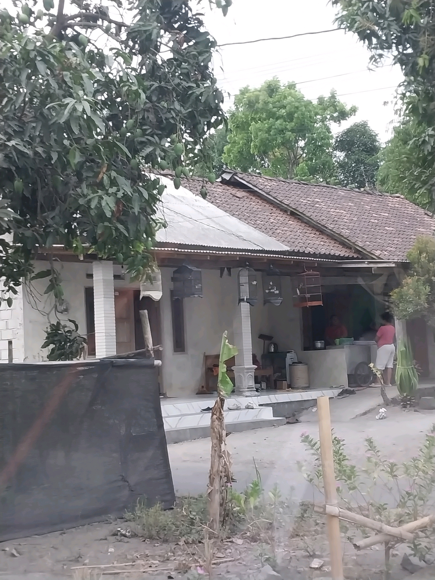 The image shows a modest, single-story house with a tiled roof, typical of many rural Indonesian residences, located in the village of Tijayan, Indonesia. The house has a light-colored facade, and in front of it, there is a covered porch area. Two birdcages are visible hanging from the porch. Several trees, some laden with what appear to be green mangoes, surround the house, contributing to a lush, tropical environment. In the foreground, a dark mesh screen is positioned, partially obscuring the view of the property. A person wearing a pink shirt and white shorts is standing on the porch area, near a wheelbarrow. The ground in front of the house is unpaved.