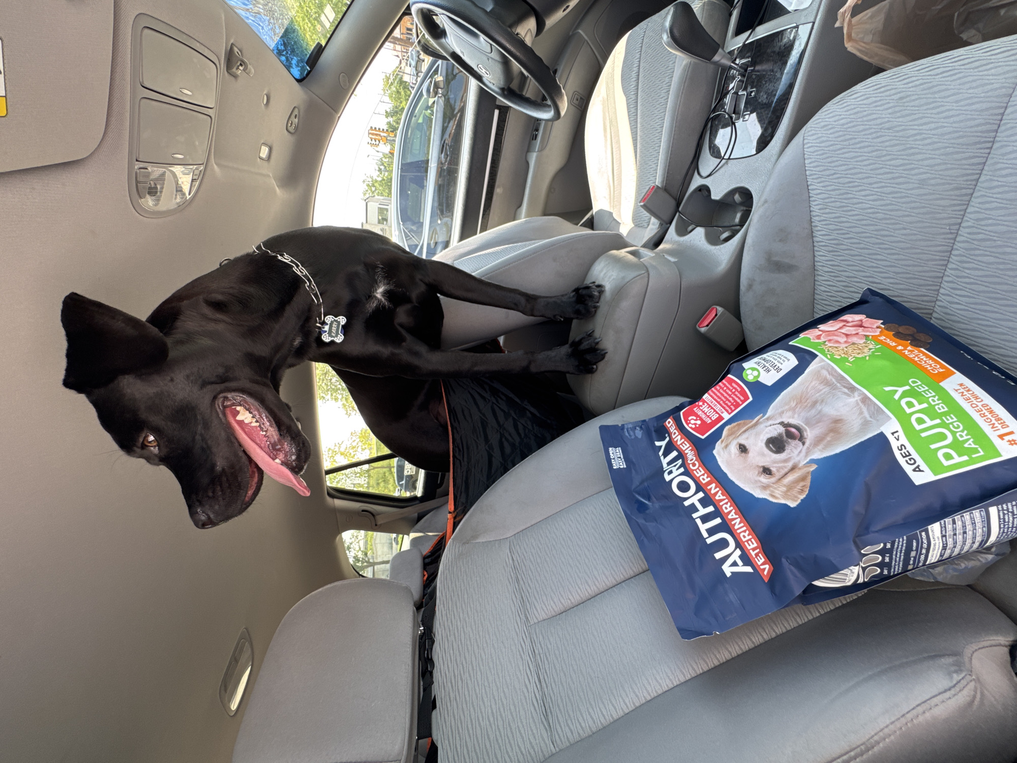 A black dog with a silver chain collar is sitting on the center console of a car, with its head and front paws visible. The dog is panting with its tongue out. In front of the dog, on the passenger seat, is a large bag of Authority Puppy Large Breed dog food, featuring an image of a golden retriever puppy. The interior of the car appears to be a minivan, with gray fabric seats. Through the windows, a suburban street scene is visible, with other cars and trees. The car is parked on a street in Northbrook, United States of America.