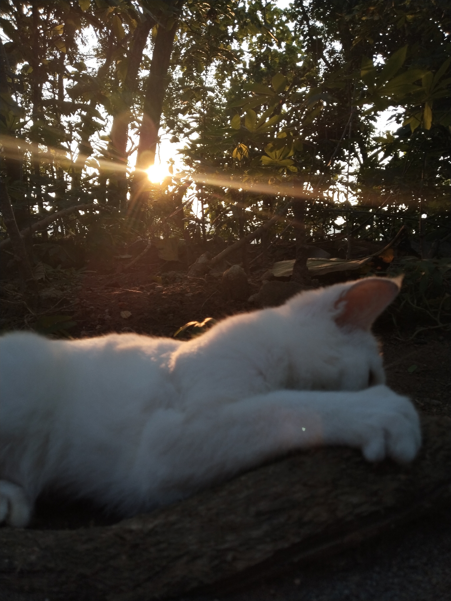A white cat is lying in an outdoor setting, likely a garden or yard, in the city of Unknown, Unknown. The cat's head is turned away from the camera, and its paw rests on a dark surface, possibly a rock or piece of wood. Sunlight filters through trees and foliage in the background, creating a bright, backlit effect. The ground is visible around the cat, composed of soil and debris.