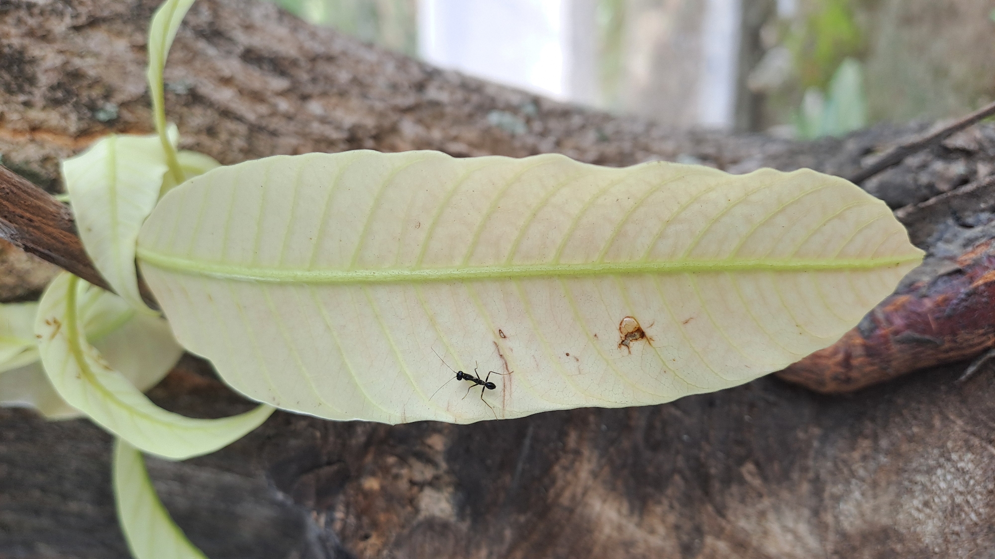 A close-up, vertical, eye-level outdoor shot focuses on a pale green mango leaf with a prominent central vein. Two insects are visible on the leaf: a black ant with long antennae is positioned on the left side of the leaf, and a smaller, reddish-brown insect is situated below and to the right of the ant. The leaf is attached to a branch, and in the background, the rough bark of a tree trunk is visible on the left, while a blurred, light-colored background with hints of green foliage suggests an outdoor environment. The image does not contain any people or specific landmarks that would identify its location in Pulokiton, Indonesia.