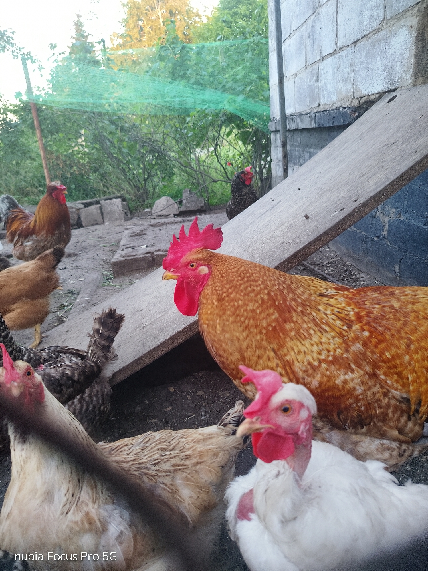 A group of chickens, including several roosters and hens, are gathered in an outdoor enclosure. The ground is dirt with some scattered debris. In the background, there is a fence made of green netting supported by poles. Adjacent to the enclosure is a building constructed of light-colored concrete blocks. A wooden plank leans against the building, angled downwards towards the ground. The overall impression is a rural or semi-rural setting, likely a farm or backyard. The image was taken in Dnipro, Ukraine.