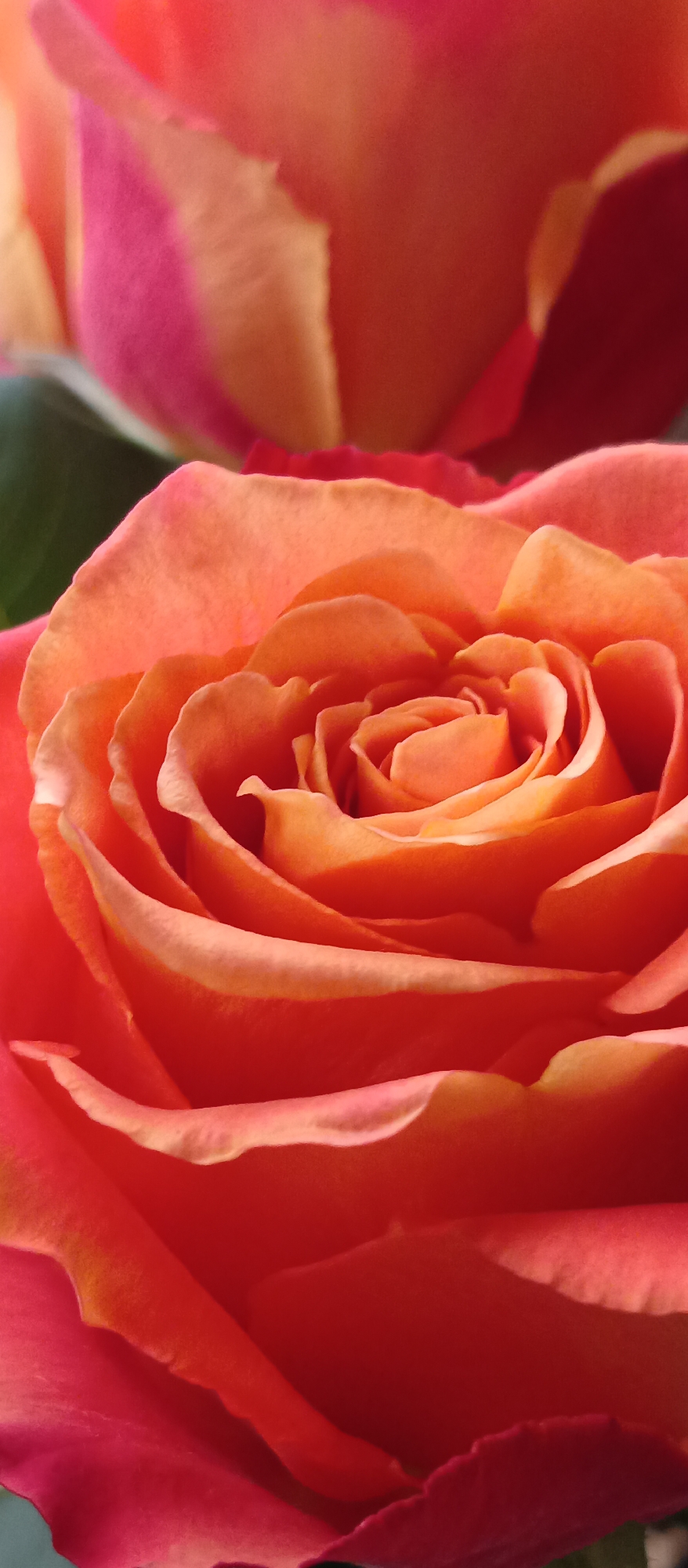 The image features a close-up view of a rose, exhibiting petals in shades of orange and pink. The flower's petals are arranged in a spiraling pattern, revealing the center of the bloom. Another flower is present in the upper left corner, partially out of focus, showing similar color variations. A green leaf is also visible near the second flower. The location and city are not discernible from the image.