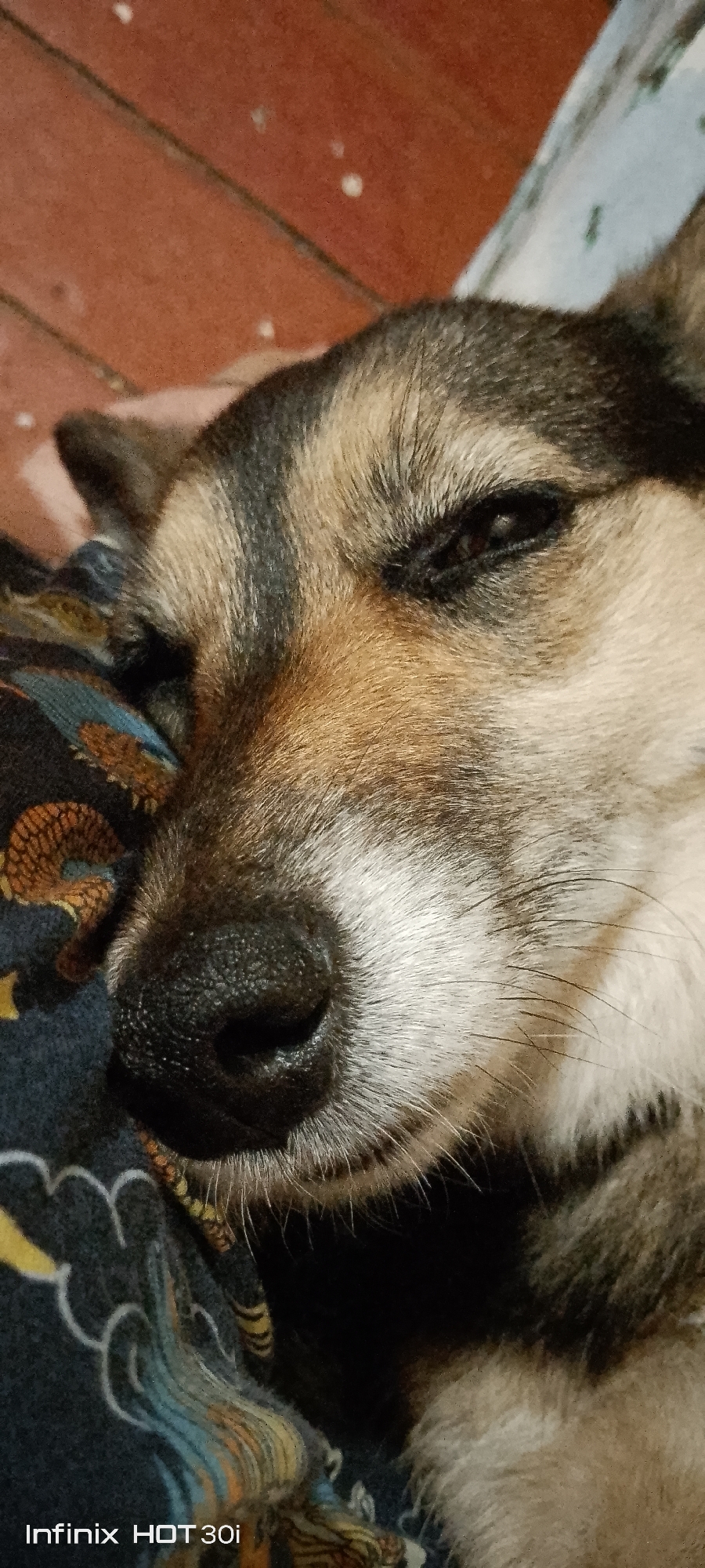 A close-up, vertical shot captures the face of a dog sleeping on a patterned fabric. The dog's head is angled, with its left eye closed and its right eye partially open, revealing a dark pupil. Its nose is prominent, with visible nostrils. The fur displays a mix of brown, black, and tan colors. The background features a reddish-brown surface with white speckles, possibly a floor. The lower portion of the image shows a dark fabric with an abstract pattern in blue, yellow, and orange. The bottom left corner displays the text "Infinix HOT 30i". The setting does not provide any specific visual cues to place it within the city of Kedrovy, Russia.