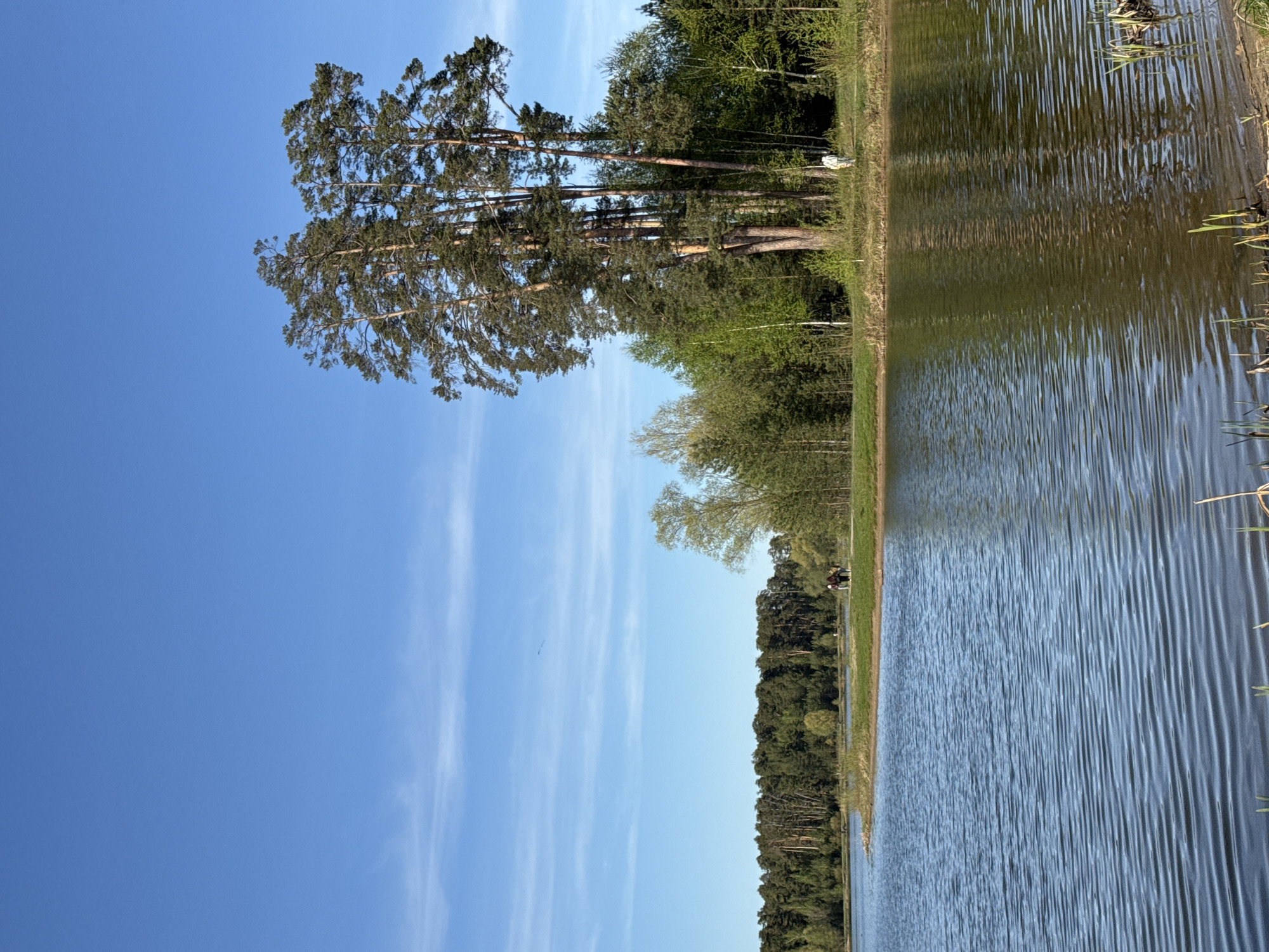 The image shows a view of Lebyazhye Lake in Kazan, Russia. The sky is bright blue with wispy clouds. A row of tall pine trees lines the left side of the lake. The lake itself has a rippled surface. Trees and grass grow along the shoreline. In the distance, two people are visible on the shore.